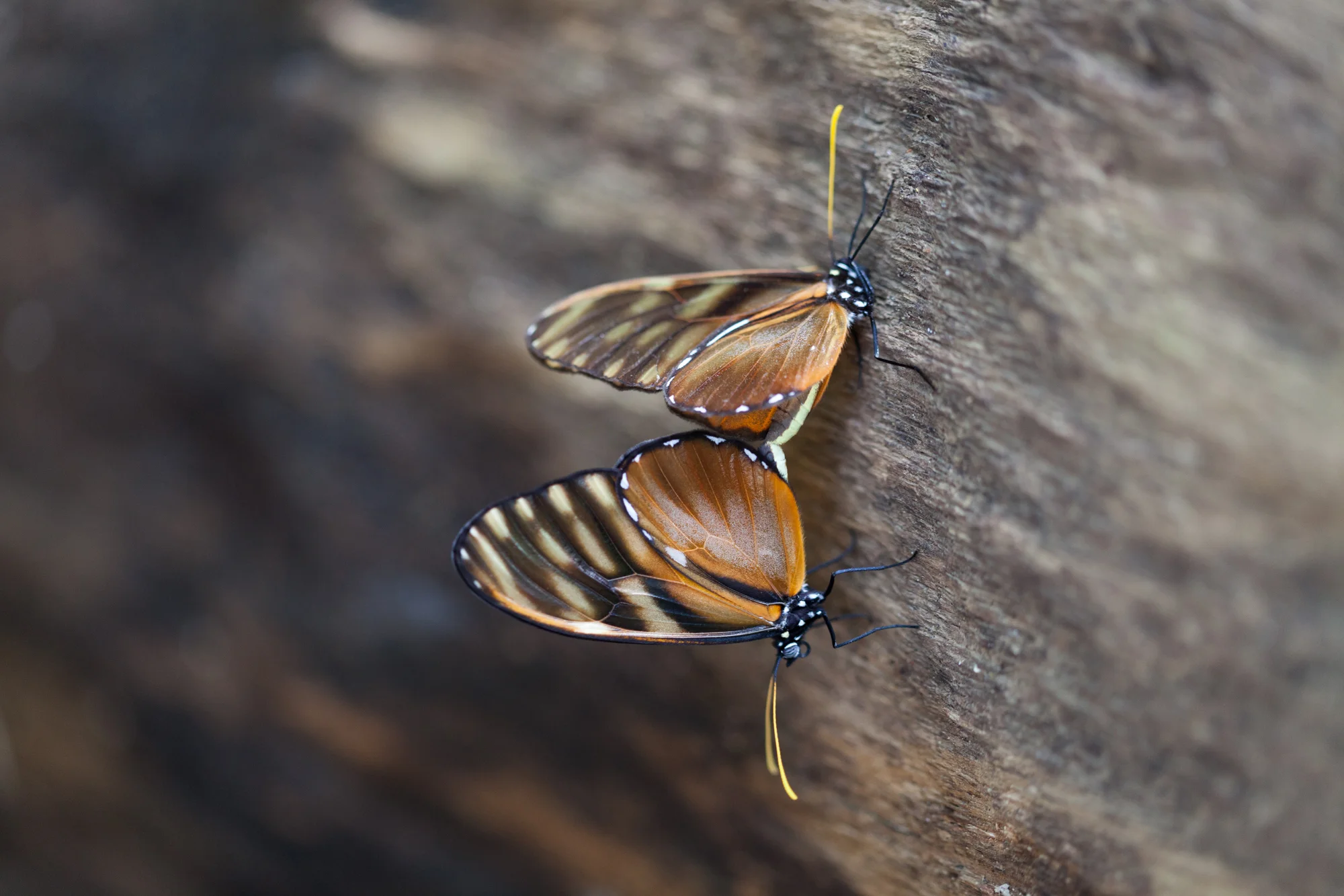 I think these were a type of glasswing butterfly ( Dircenna sp.). It's difficult to see in this shot, but their wings were fairly see-through, which makes me think they were maybe Amber glasswings. 