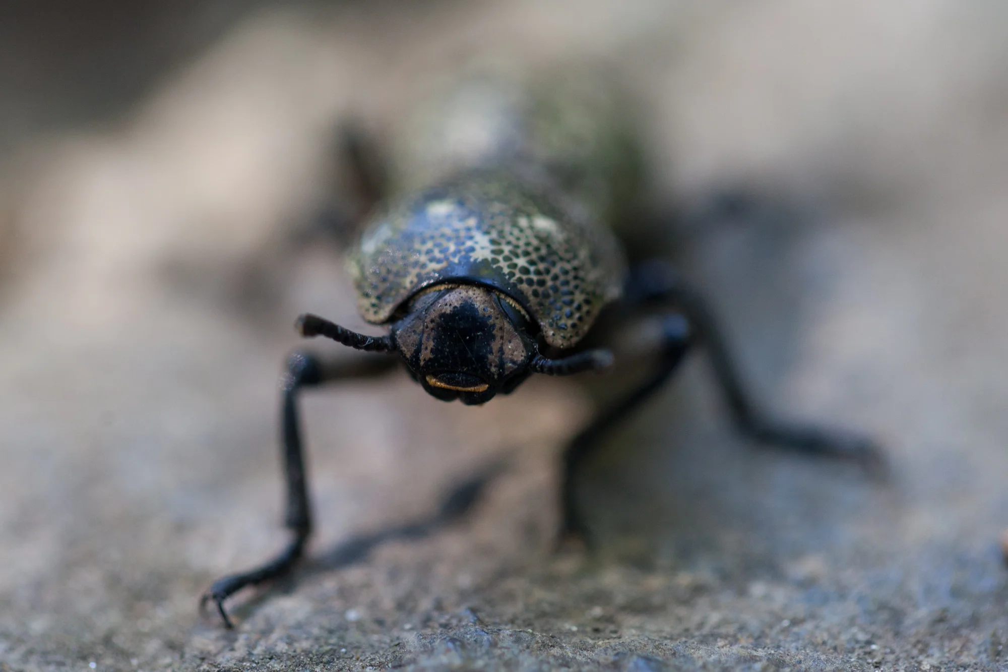 ironclad-beetle.jpg