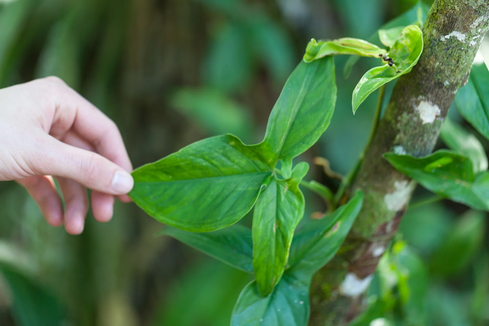 Philodendron bipennifolium looks as if it has been slightly warped by some insects. 