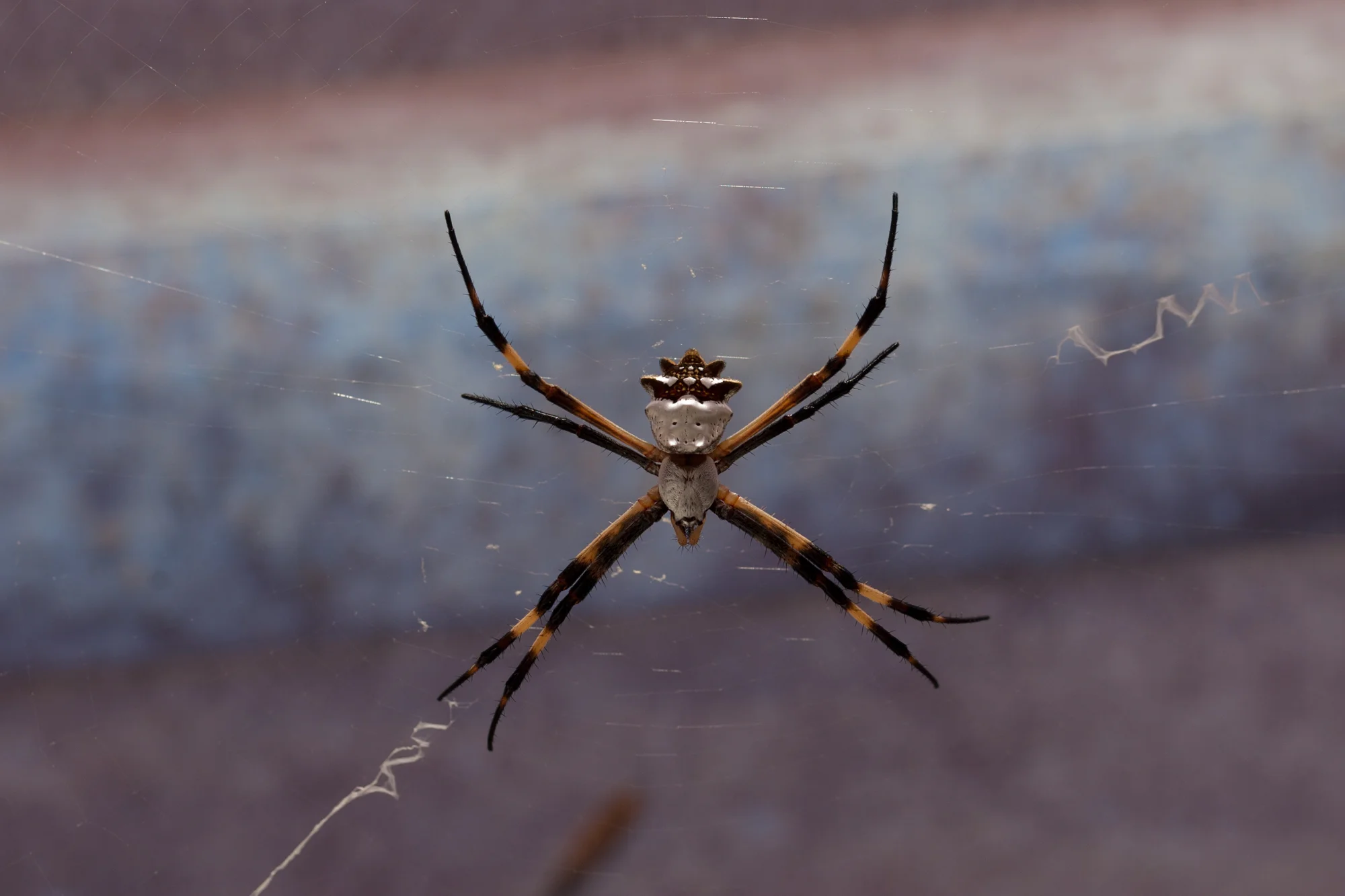 When most people see spiders they run away, but I run towards them. This is an exquisite Argiope argentata , silver argiope spider that I found to the roof of the succulent and cacti section. 