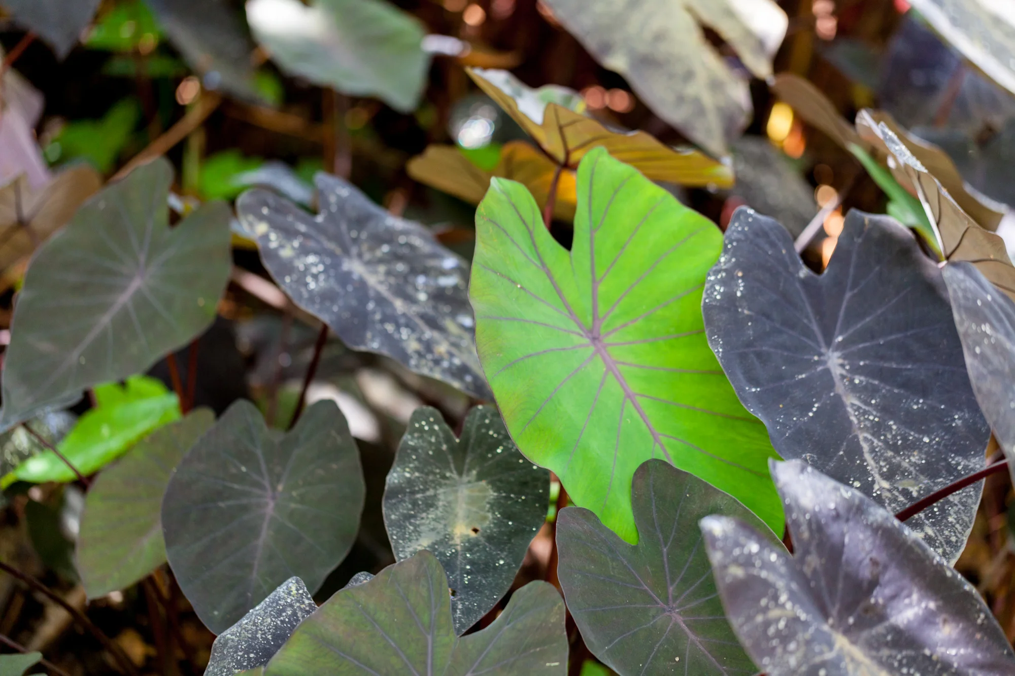 Colocasia esculenta 'Black Magic' at the Lankester Botanical Gardens, clearly stood out. 