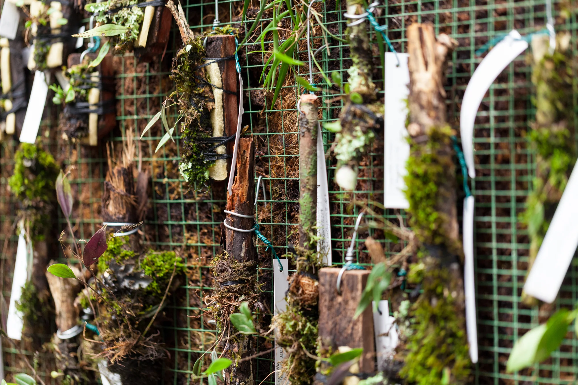 orchids-Lankester-botanical-garden-Costa-Rica.jpg