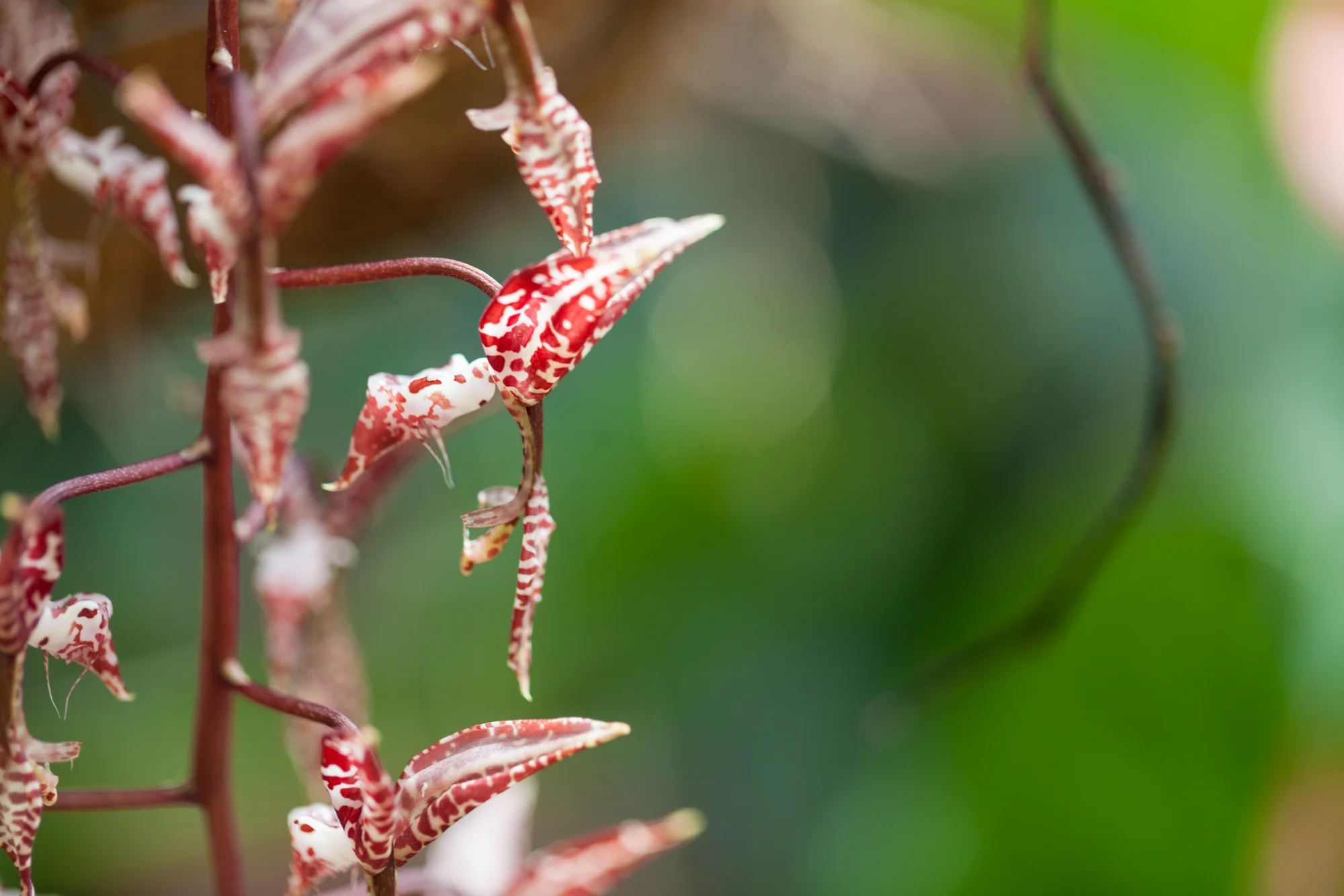 These red and white mottled orchids at the Lankester Gardens in Costa Rica were reminiscent of holiday peppermint candies. 