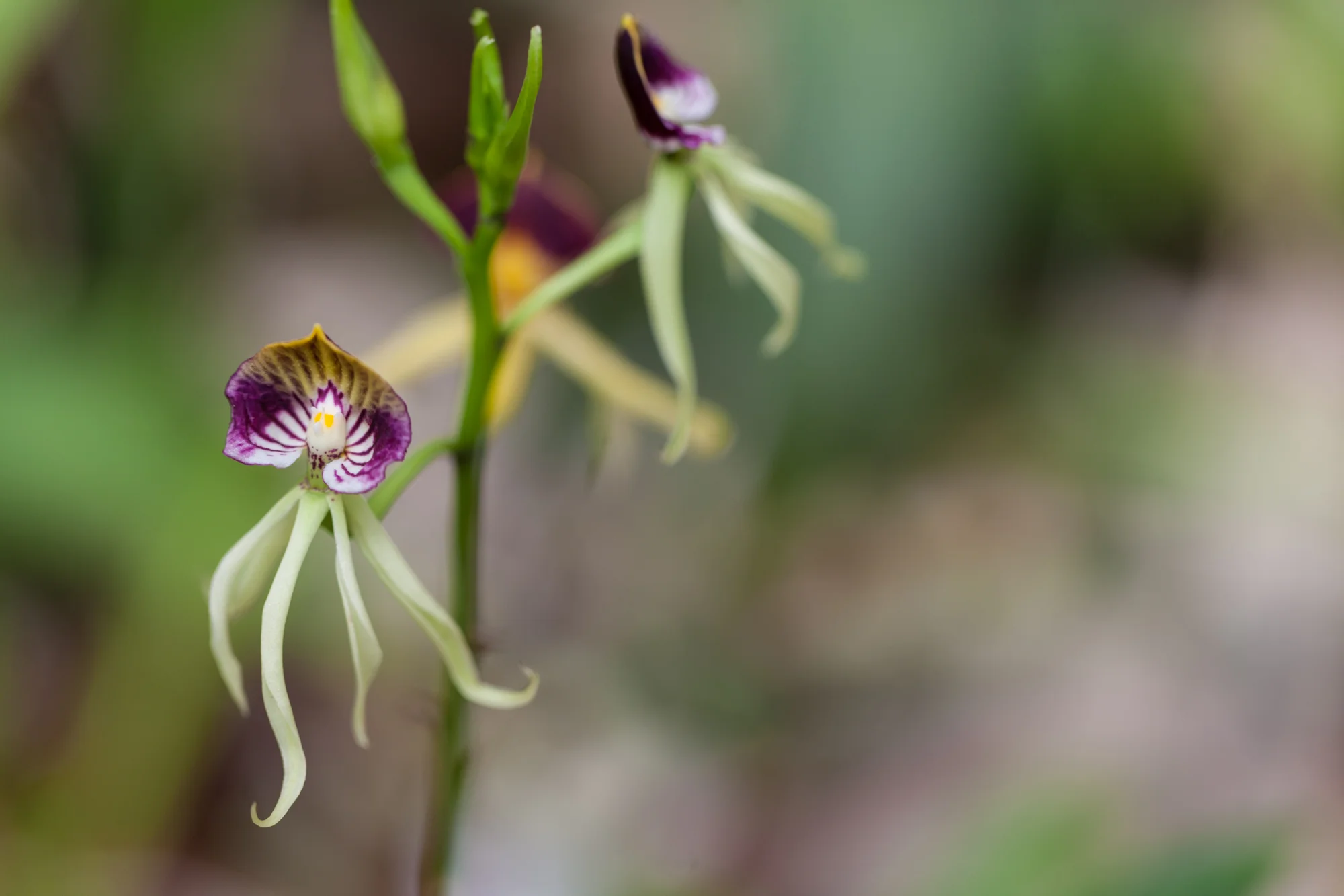 This orchid looks like a squid, but is commonly called a clamshell orchid ( Prosthechea cochleata ). Lankester Botanical Gardens, Costa Rica. 