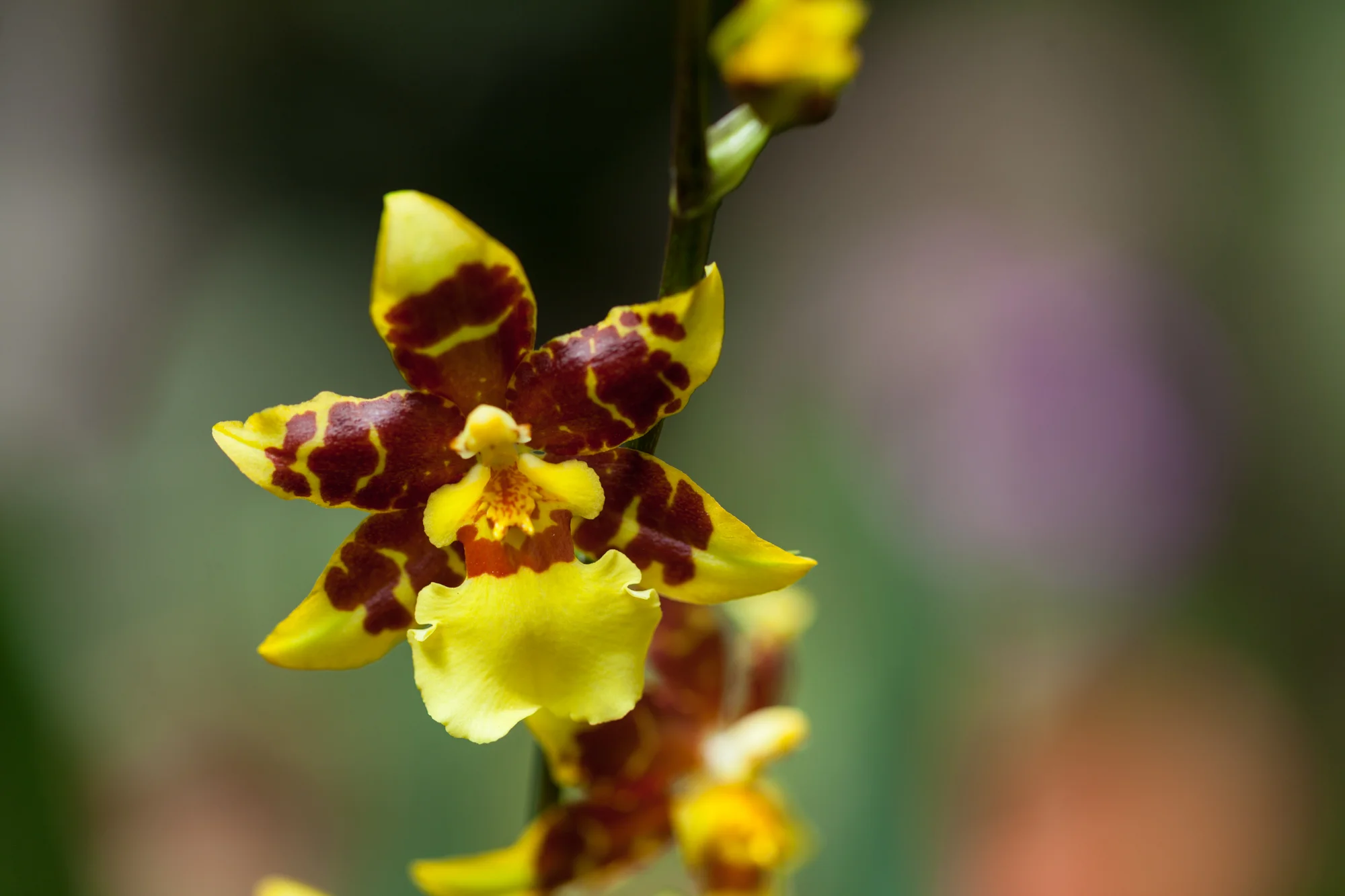An Oncidium or dancing lady orchid, which was also prominently displayed at the New York Botanical Garden Orchid Show as well. 