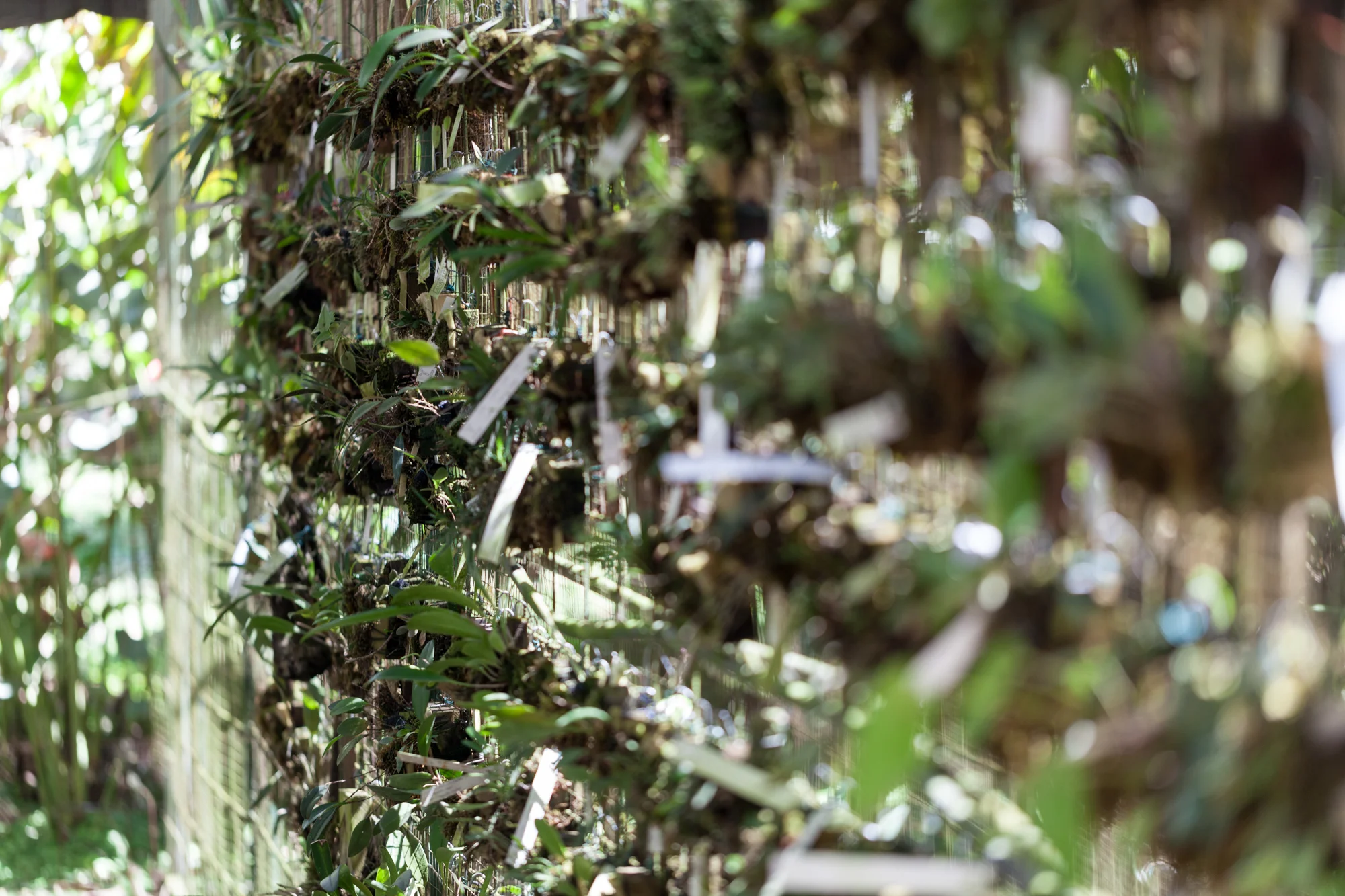 orchids-Lankester-botanical-garden-Costa-Rica.jpg