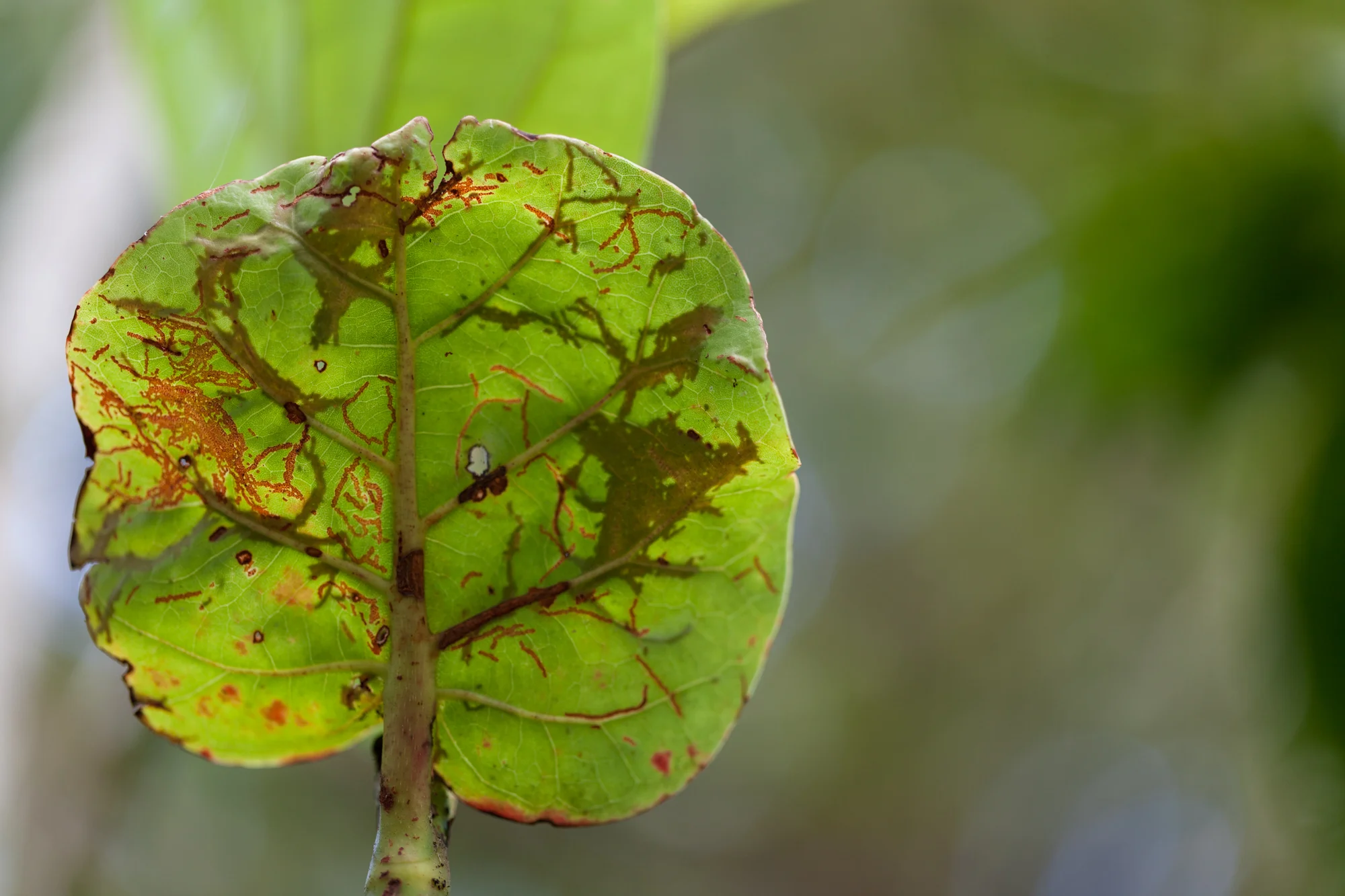 insects-and-leaves-CATIE.jpg