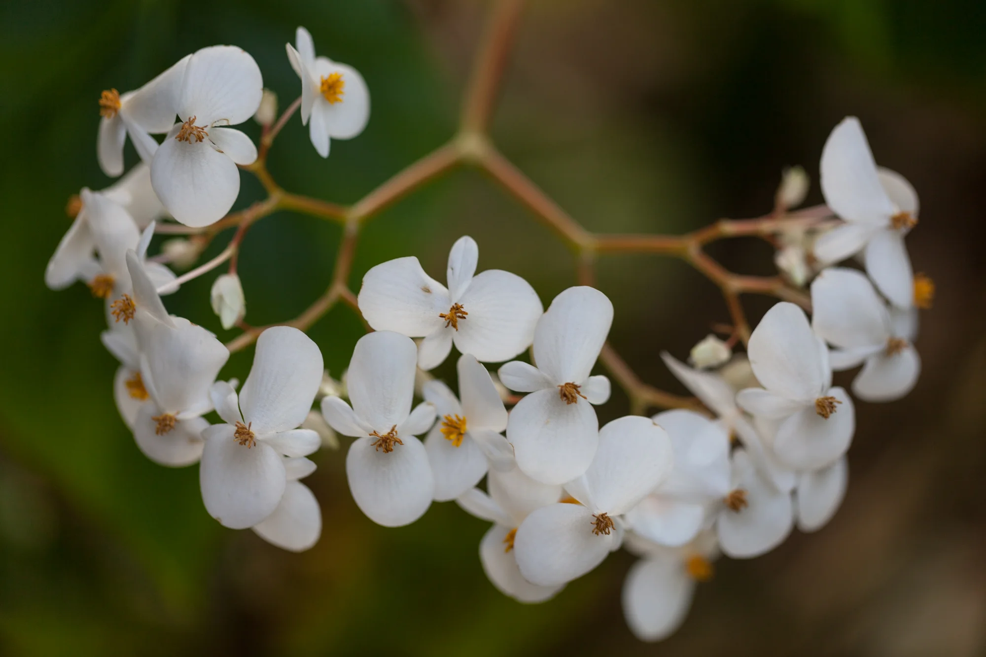 Begaonia flowers—although I'm not sure what variety this is!