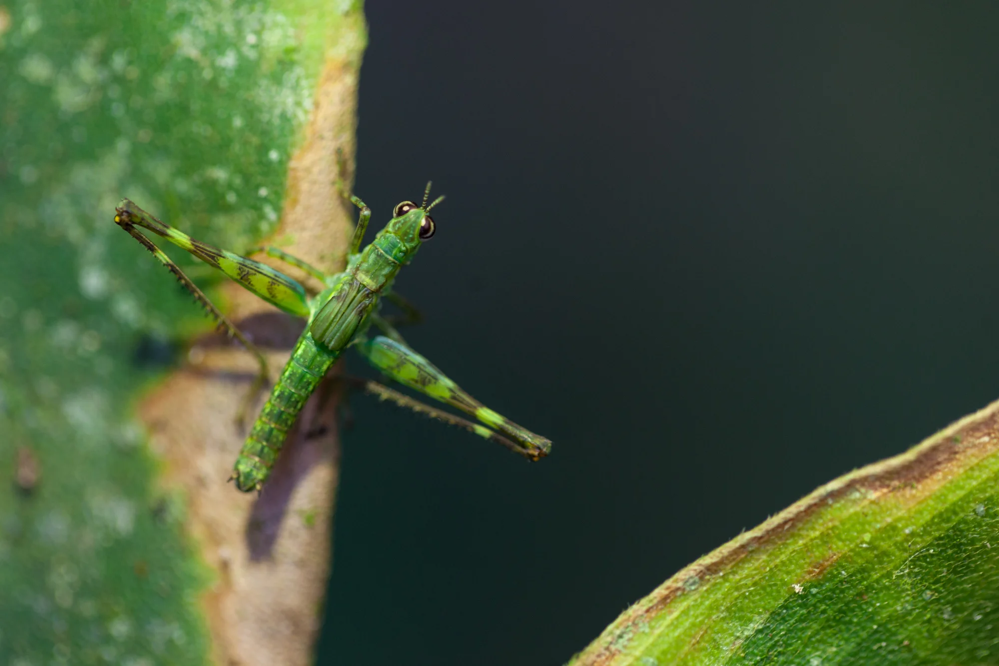 grasshopper-Costa-Rica.jpg