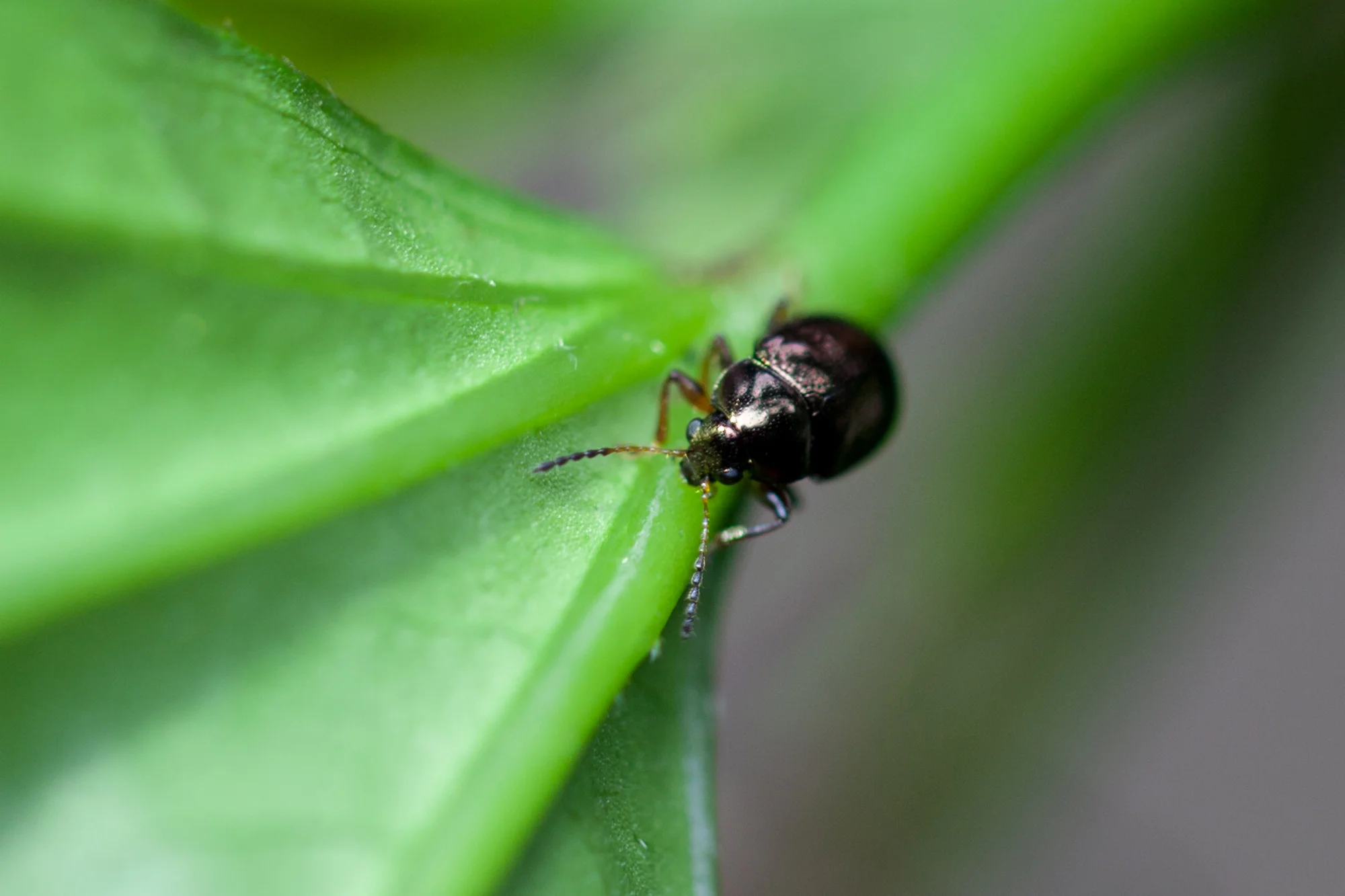 beetle-Costa-Rica.jpg
