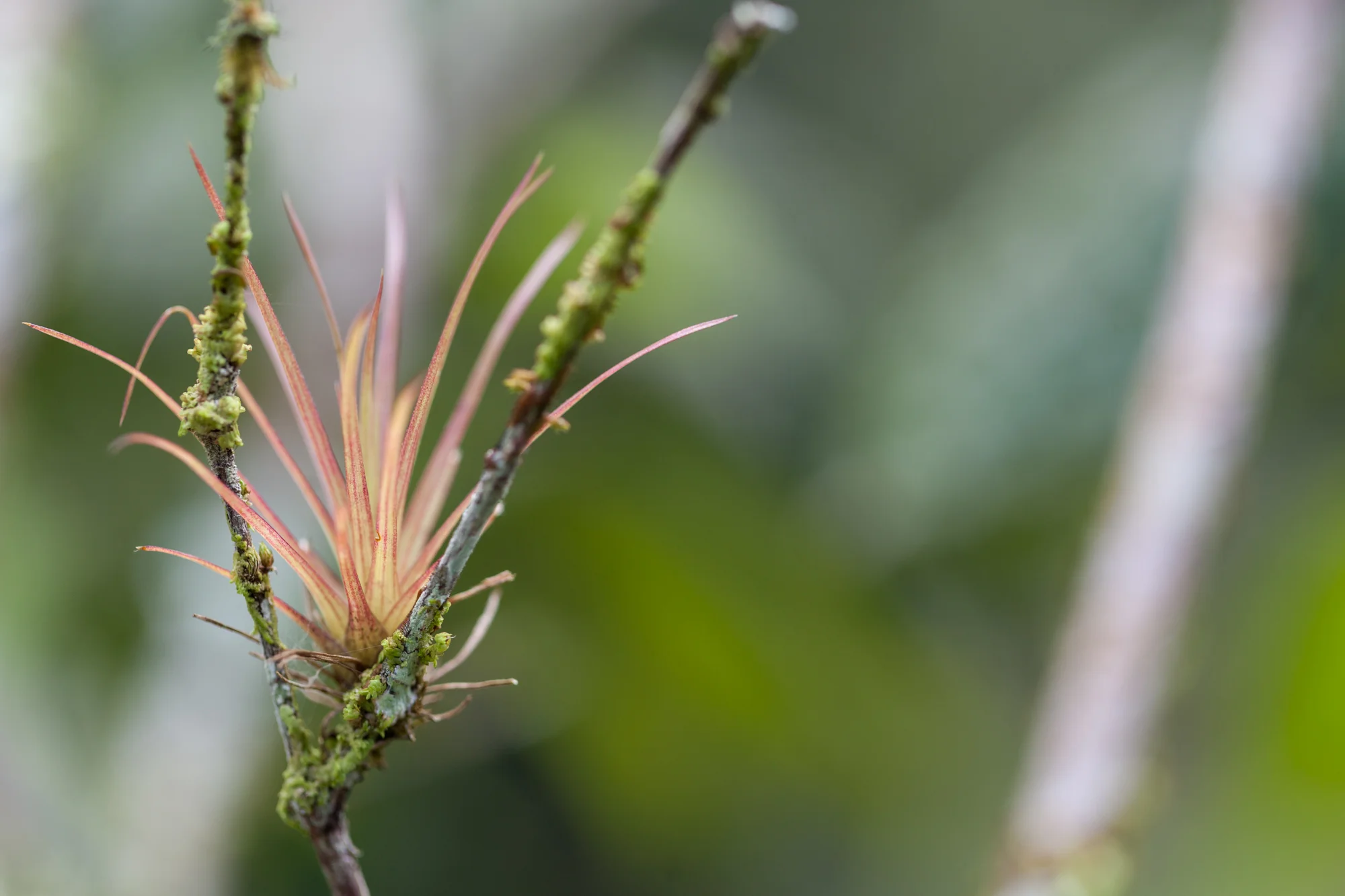 tillandsia-Costa-Rica-CATIE.jpg