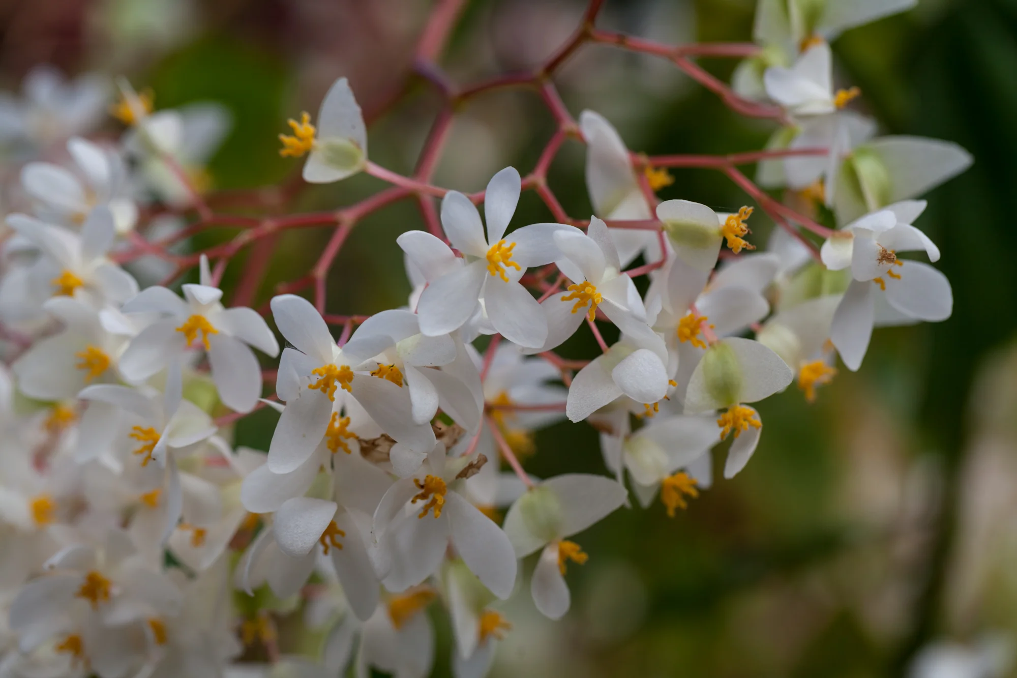 begonia-Costa-Rica.jpg