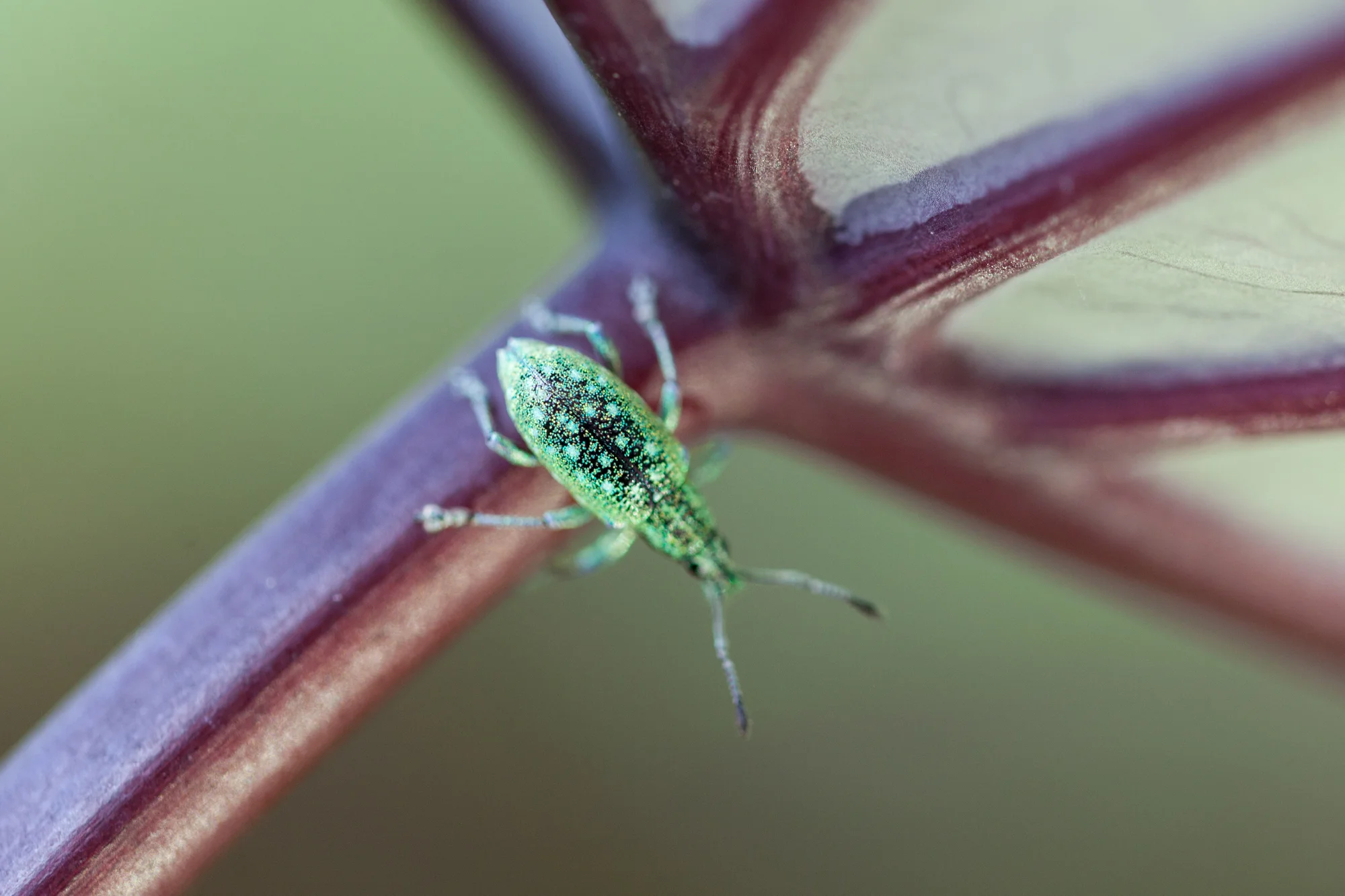 Apologies for the out-of-focus element, but just had a little bit of time to capture this weevil ( Eupholus sp.) before it dropped to the ground, which is its defense mechanism. Look how jeweled it is!
