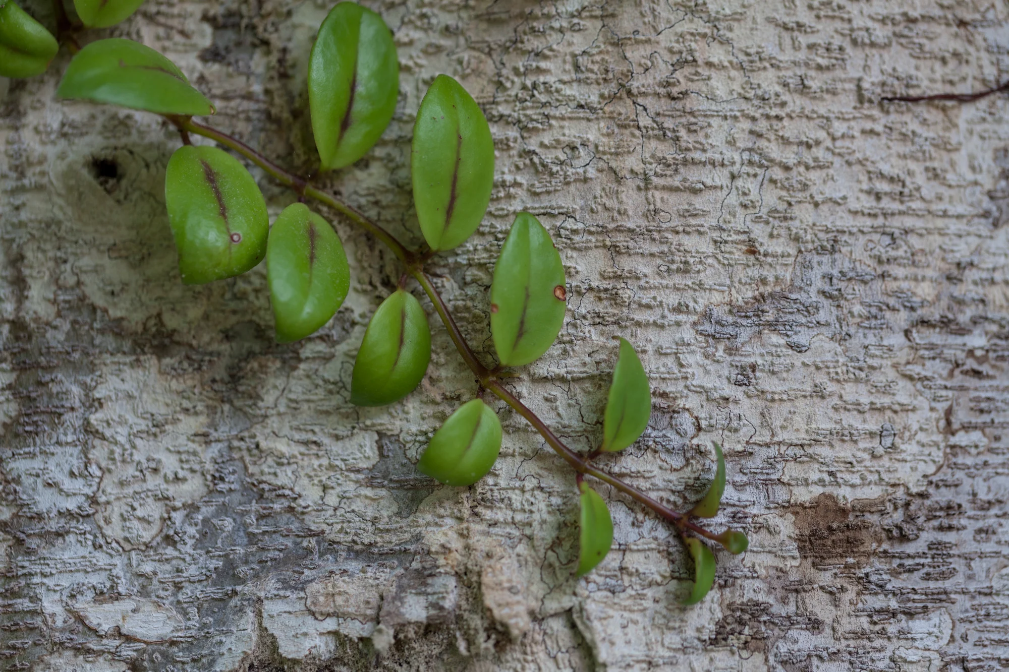trailing-plant-Costa-Rica.jpg