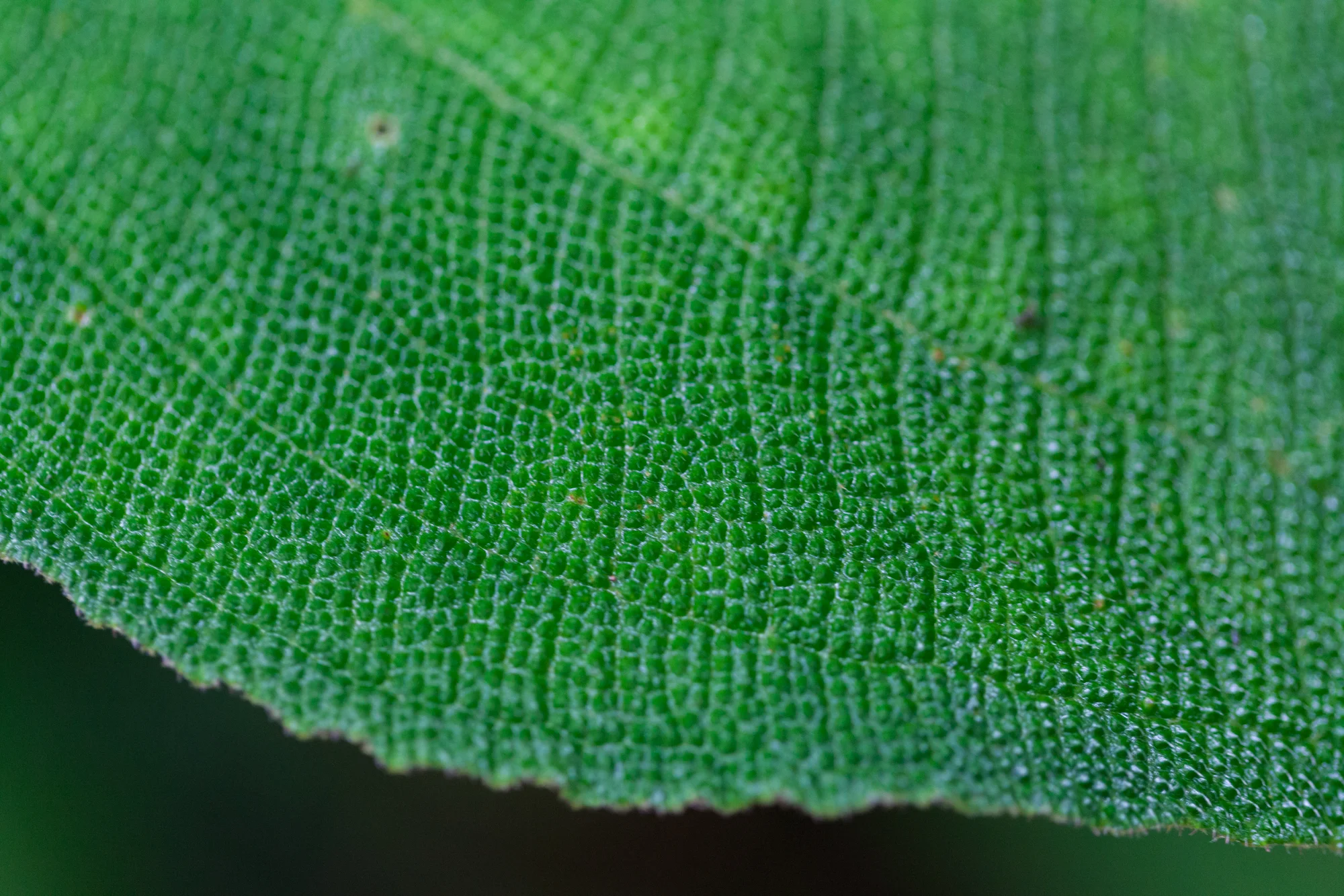 Tapanti-National-Park-Costa-Rica-Episcia.jpg