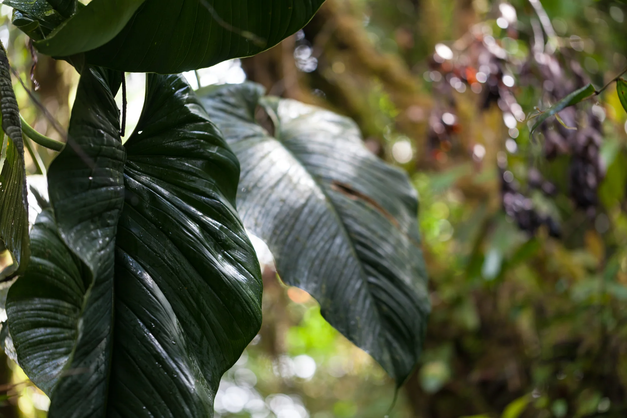 Anthurium-Tapanti-National-Park.jpg