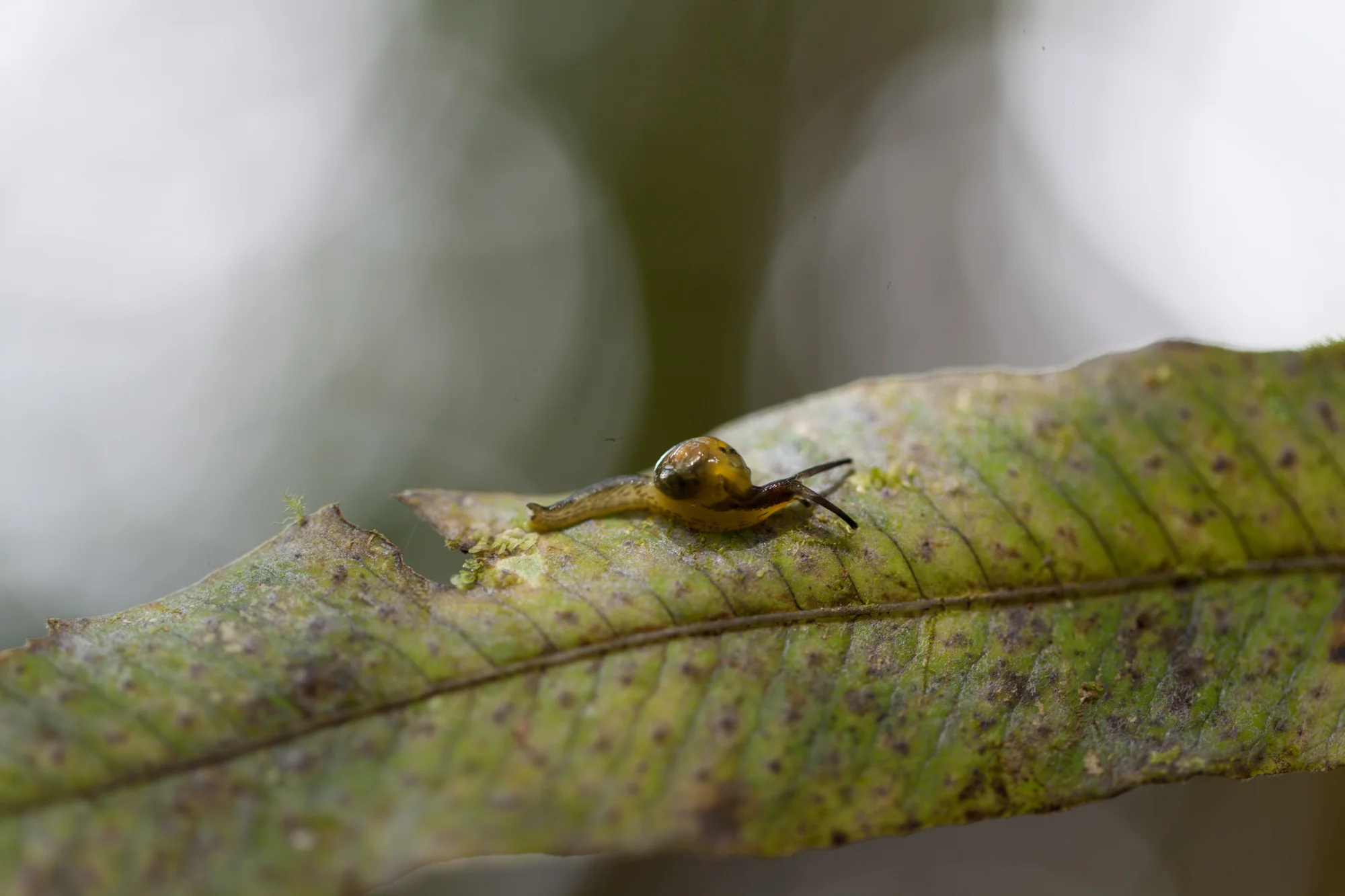 forest-snail-Tapanti-National-Park.jpg