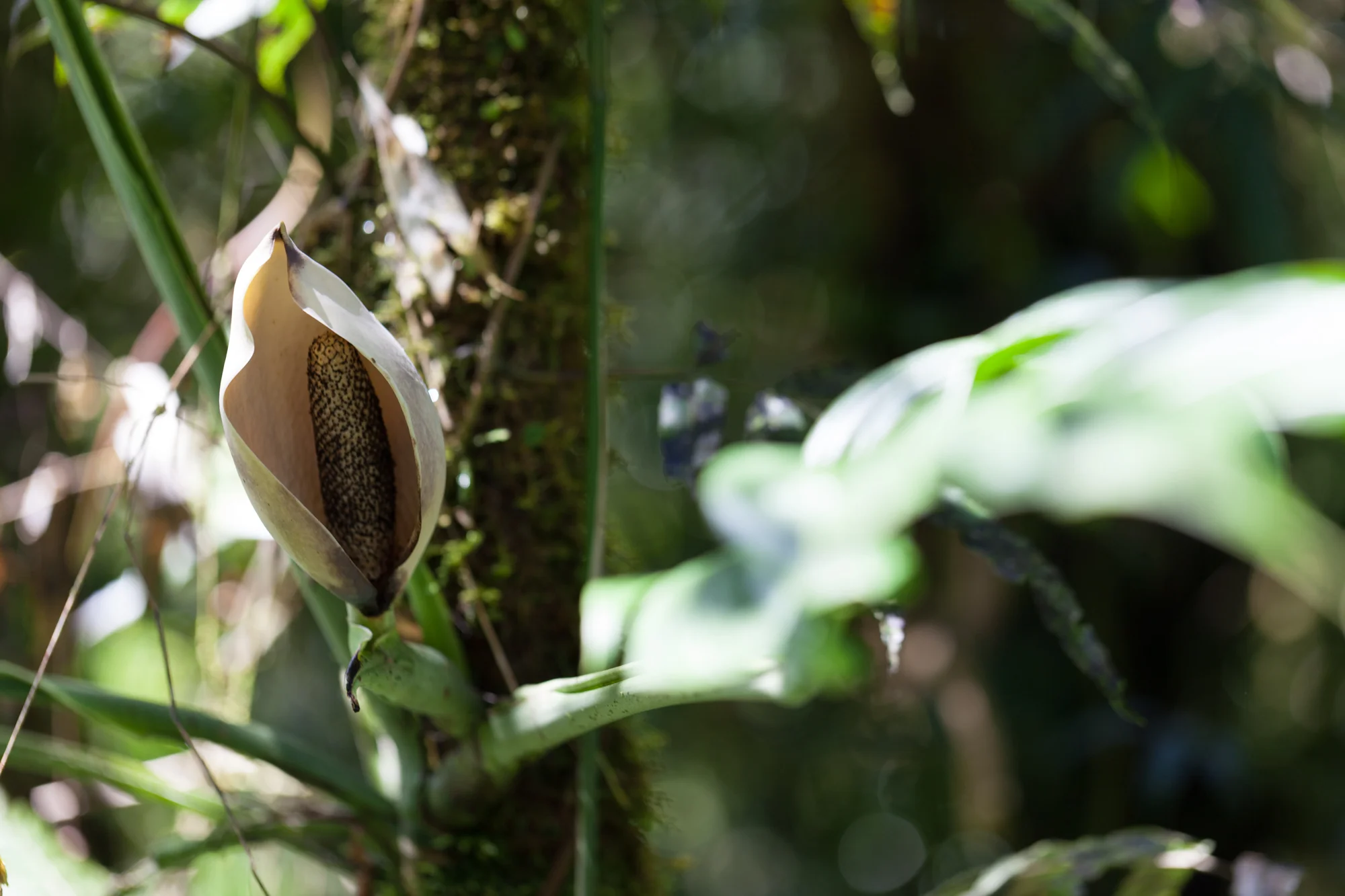 Monstera sp. inflorescence in the forest. 