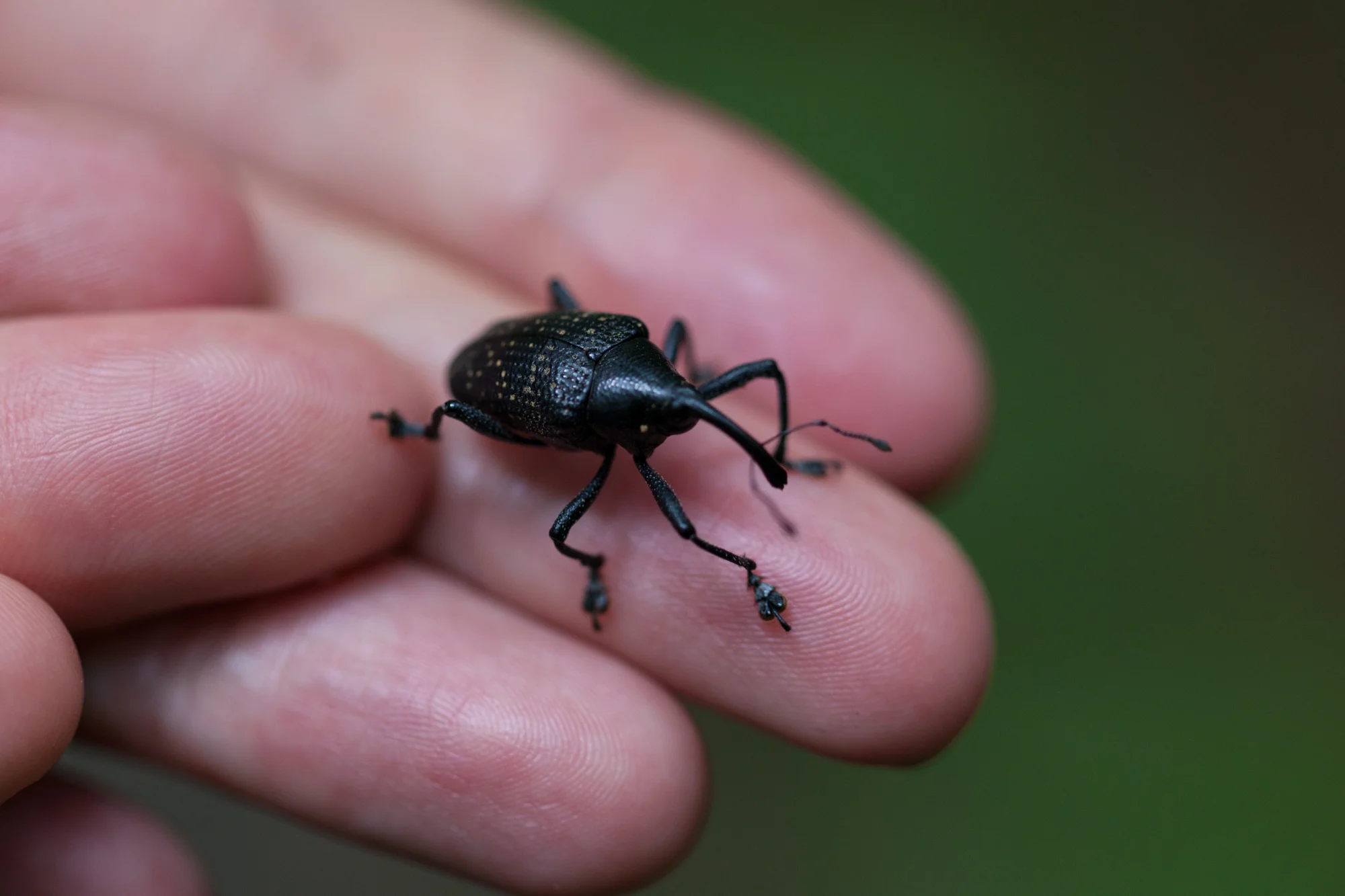 As a defense, the weevil will curl up and drop to the ground, so in photographing this one, I put my hand under it to catch it and photograph it. 