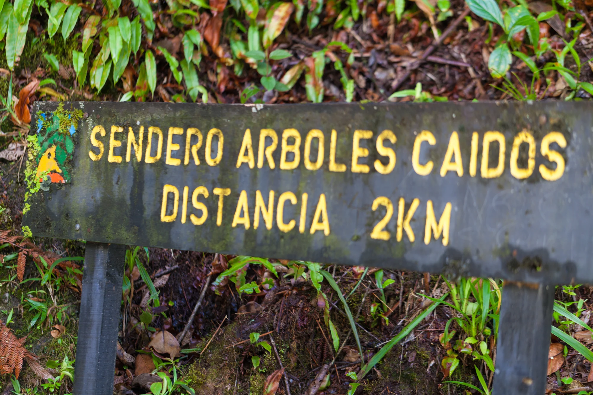 sendero-arboles-caidos-Tapanti-National-Park.jpg