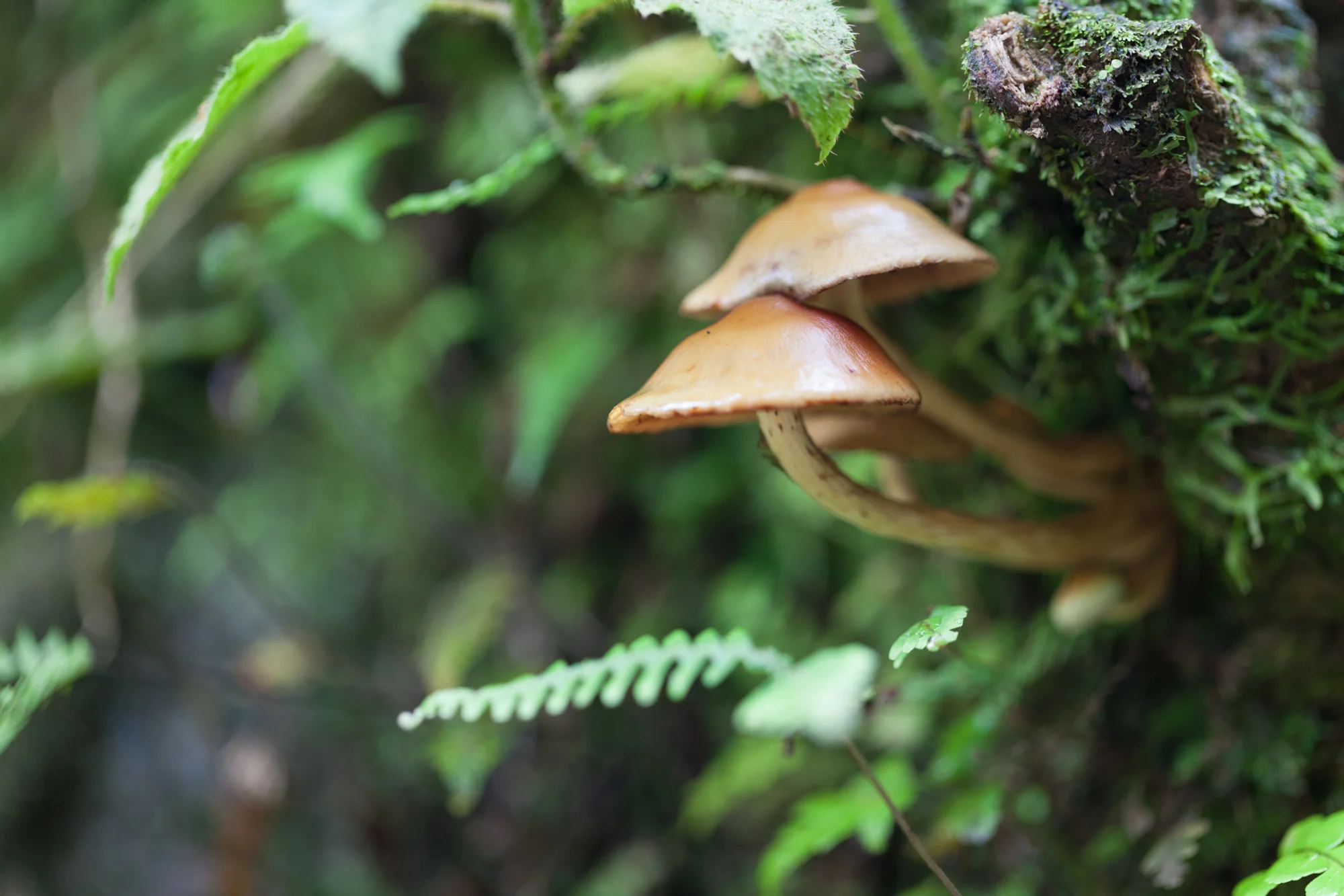 mushroom-caps-Tapanti-National-Park.jpg