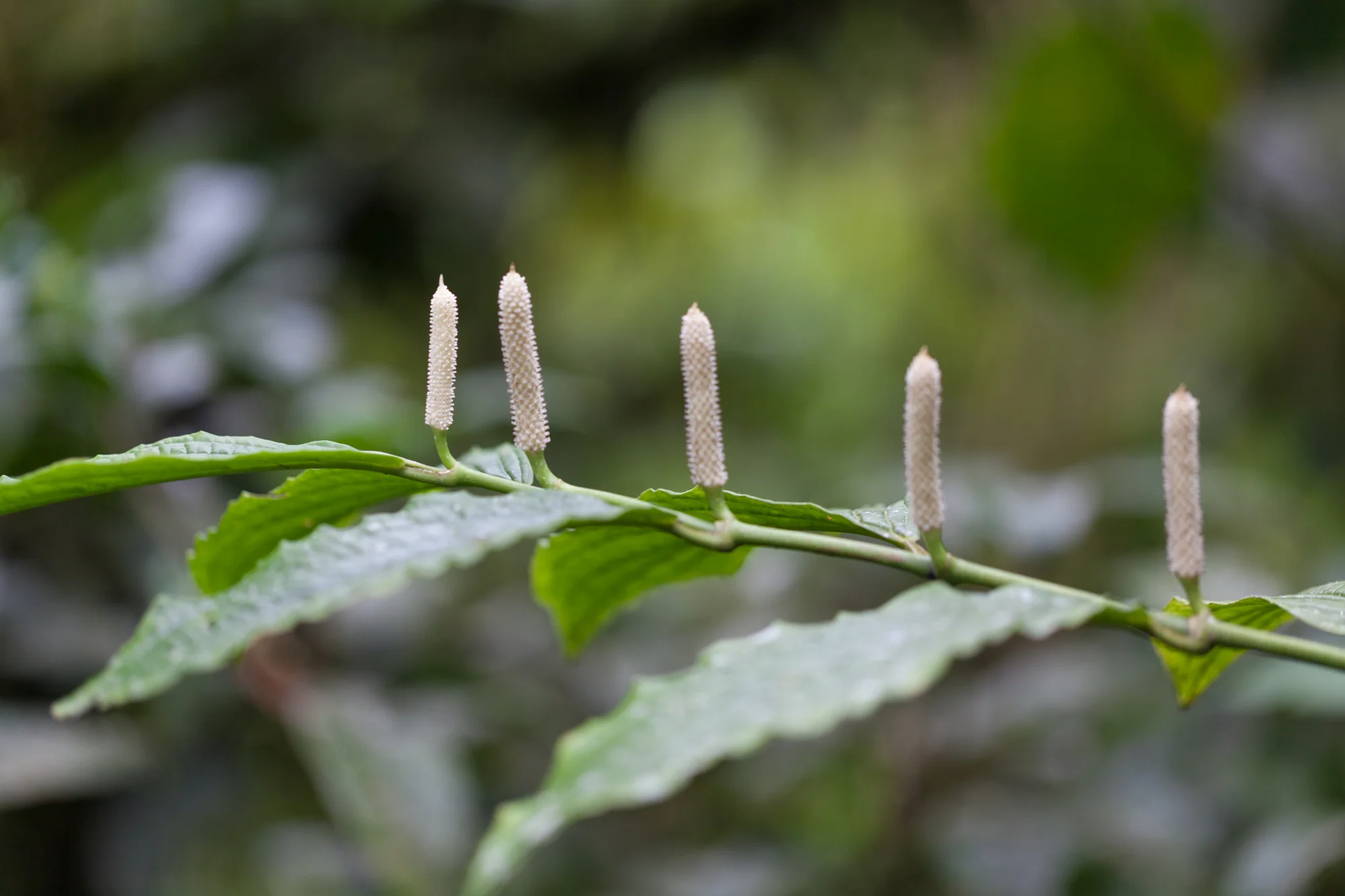 infloresence-Tapanti-National-Park.jpg