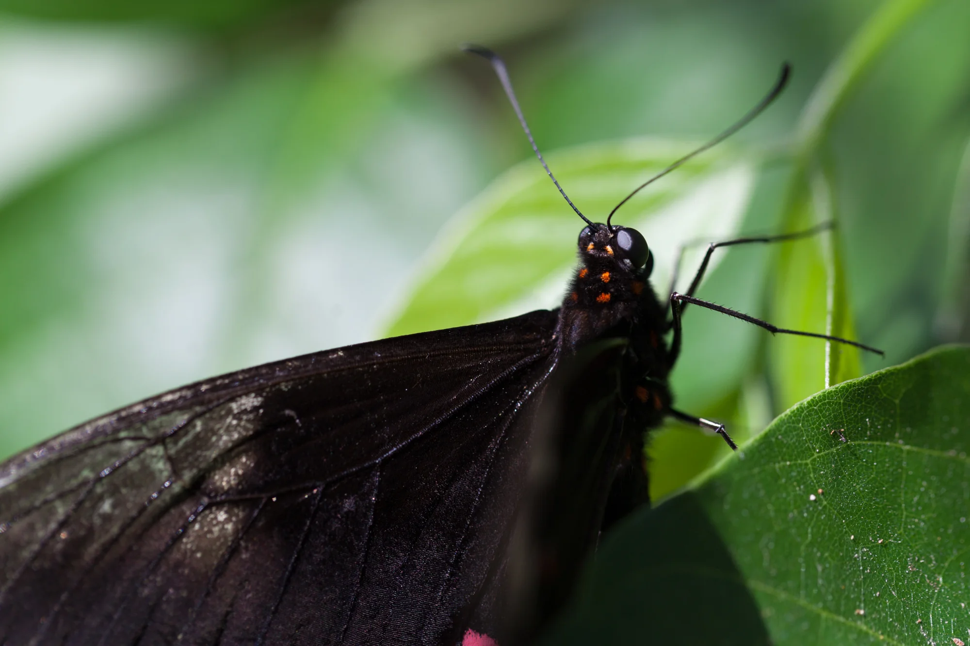 Close up on a Common Mormon ( Papilio polytes ).