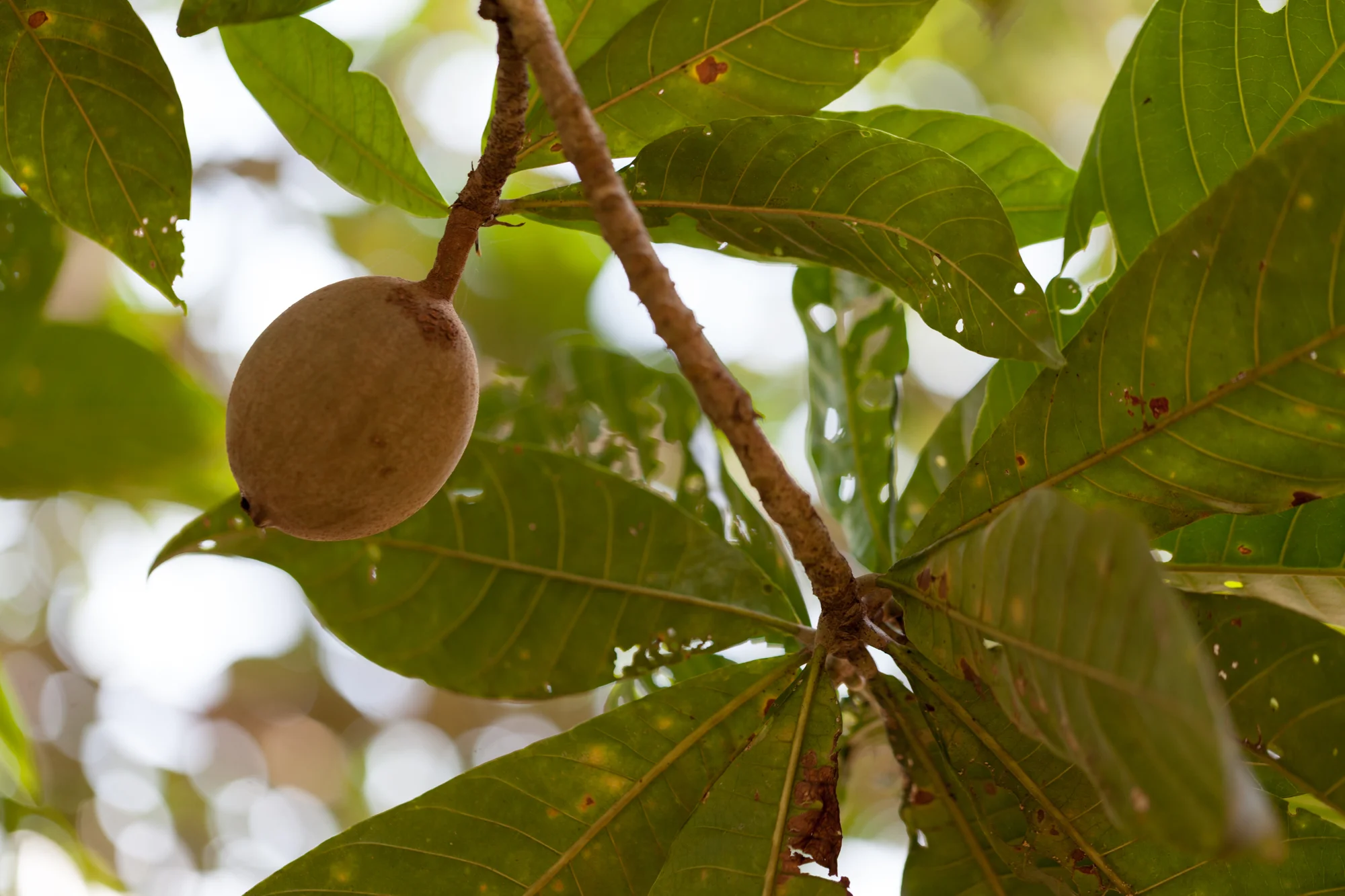 Genipa americana is known as "guaitil" or the "tattoo fruit" in Costa Rica and throughout Central American because its dark blue dye is used to paint body tattoos and pottery. 