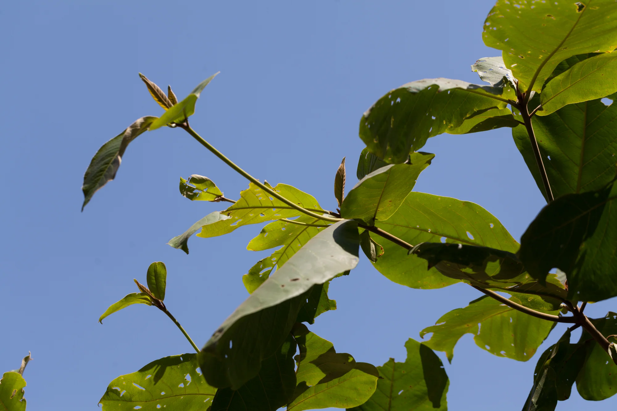 Terminalia catappa or beech almond tree. Its leaves are an astringent that is particularly effective for traveler's diarhea, particularly when combined with a bitter like Neurolaena lobata, fondly known as jackass bitters.