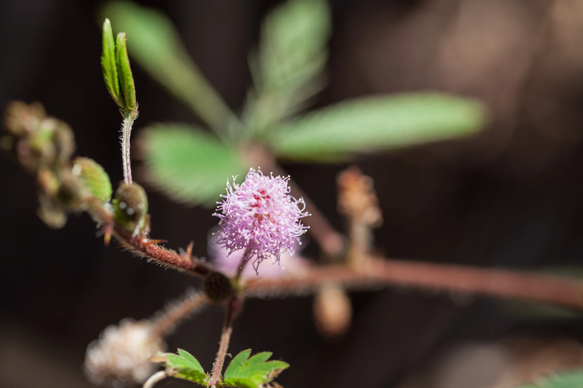 Pardon the harsh lighting here, but I know some of you will be familiar with this plant, Mimosa pudica, which is also aptly known as the Sensitive plant. It was helpful to see how these plants grow in the wild—often coming in shortly after an area is deforested, 