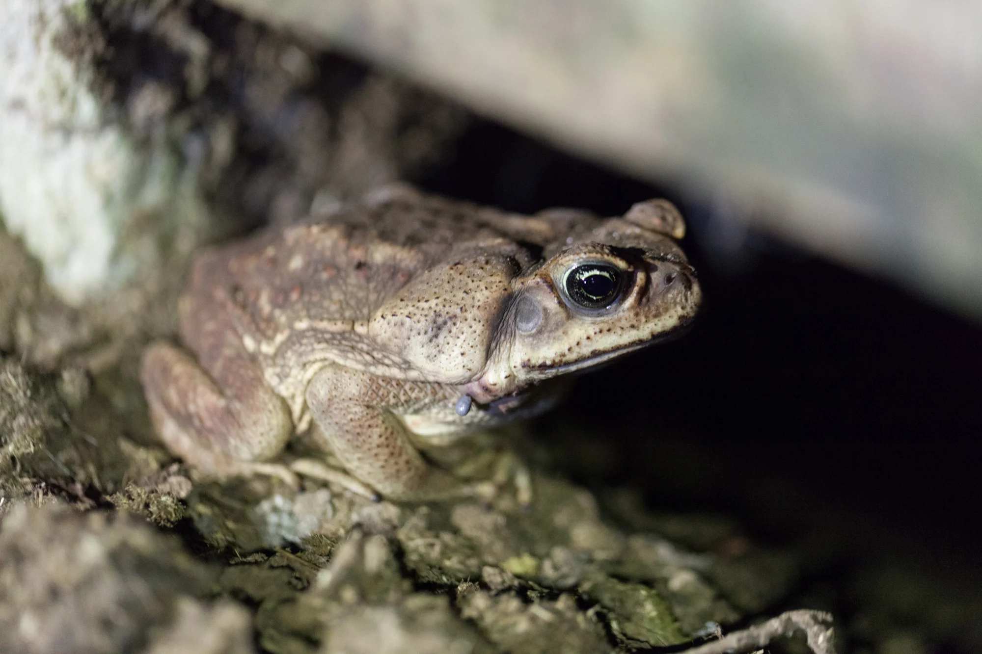 toad-costa-rica.jpg