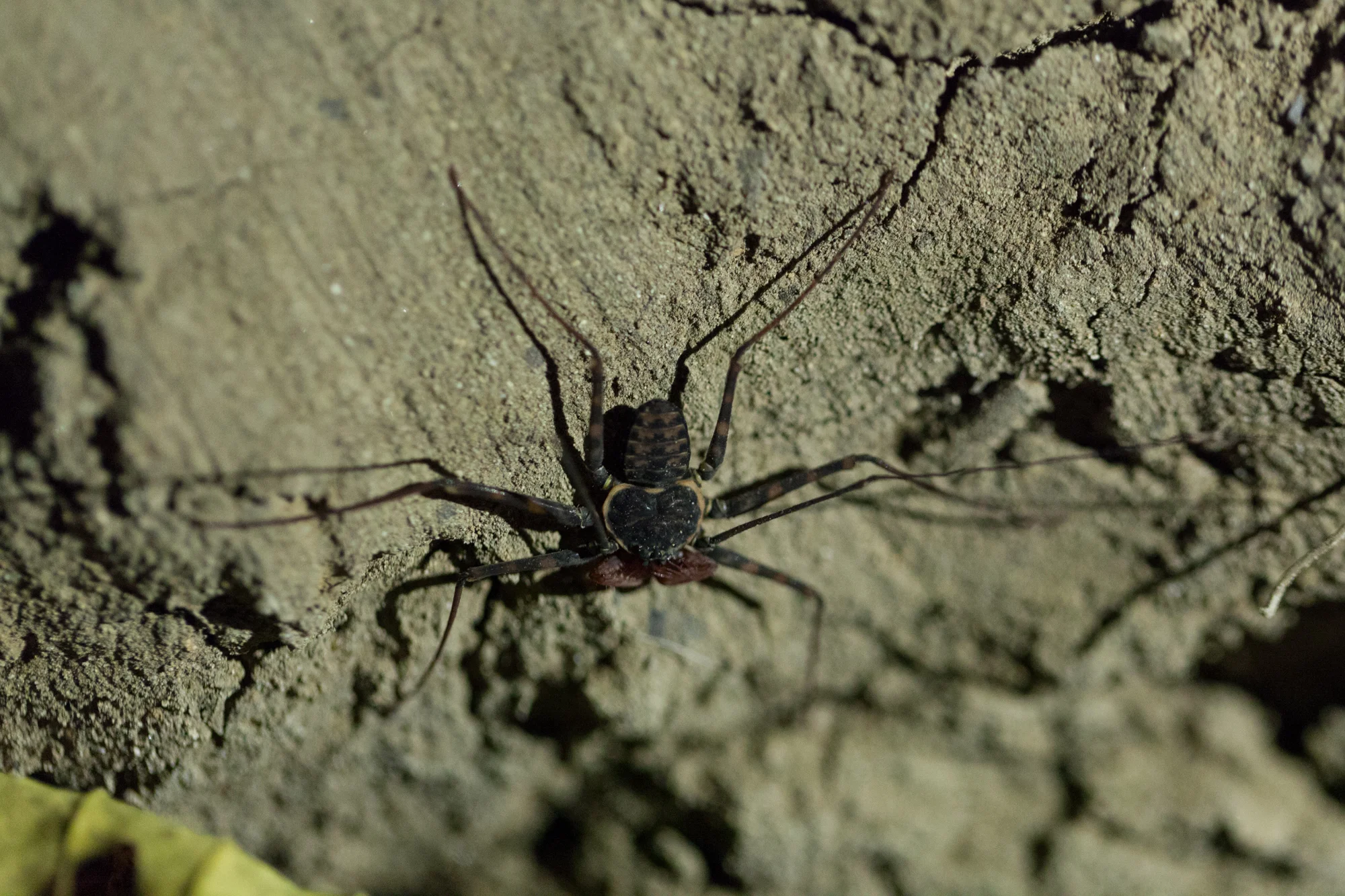Believe it or not, I used to raise a cousin of this fearsome looking creature, which looks like a scorpion-spider mash-up. These are called "tailless whipsorpions" ( Paraphrynus laevifrons ). The Amblypygi, also known as whip spiders, are nocturnal, which means they are night hunters. 