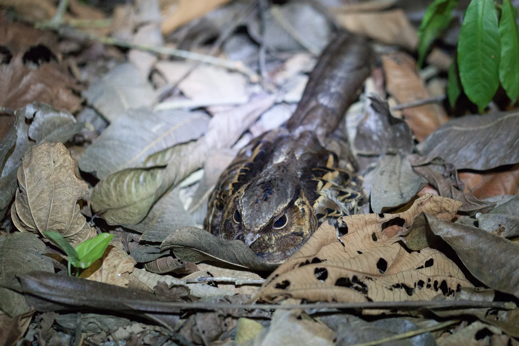 This is a nighthawk, which we eventually flushed from its resting place. These birds often don't move, as they rely on particularly good camouflage, but as soon as you blink your eye, they fly silently away. 