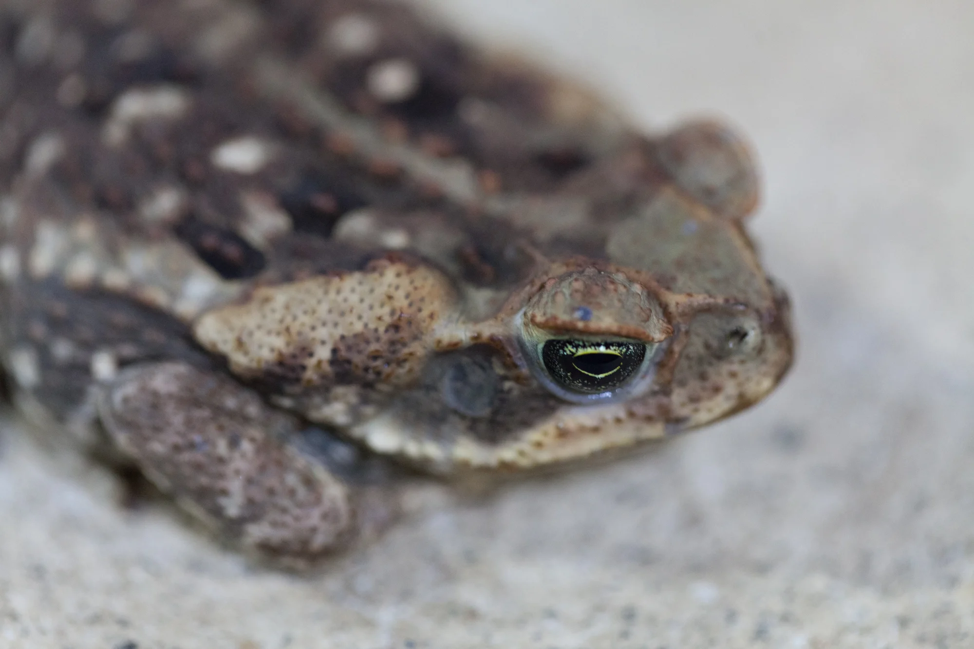 toad-costa-rica.jpg