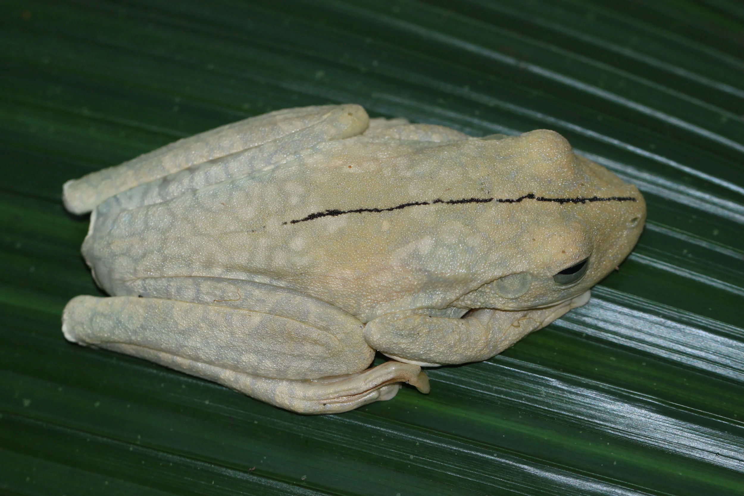 Example of undisturbed Gladiator Tree Frog ( Hypsiboas rosenbergi ) in white phase.
