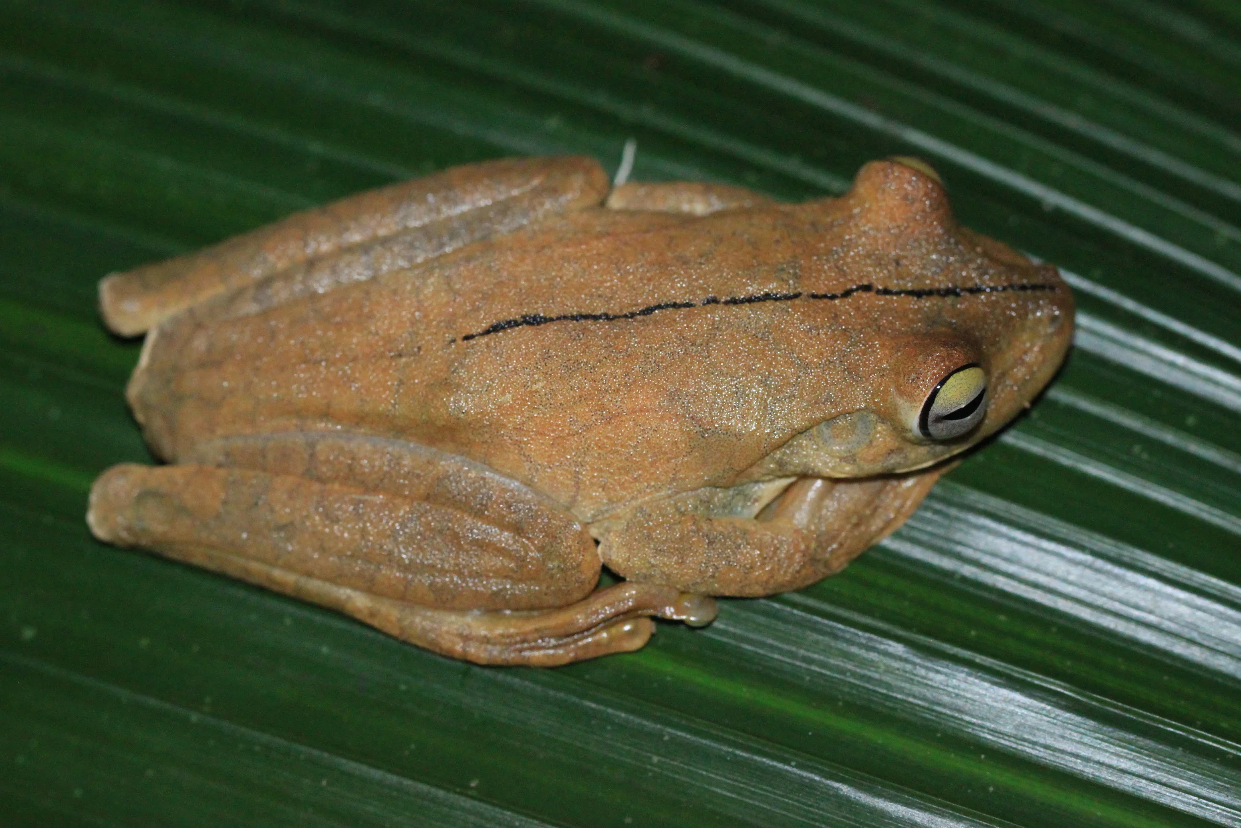 Example of disturbed Gladiator Tree Frog ( Hypsiboas rosenbergi) in brown phase just seconds apart. 