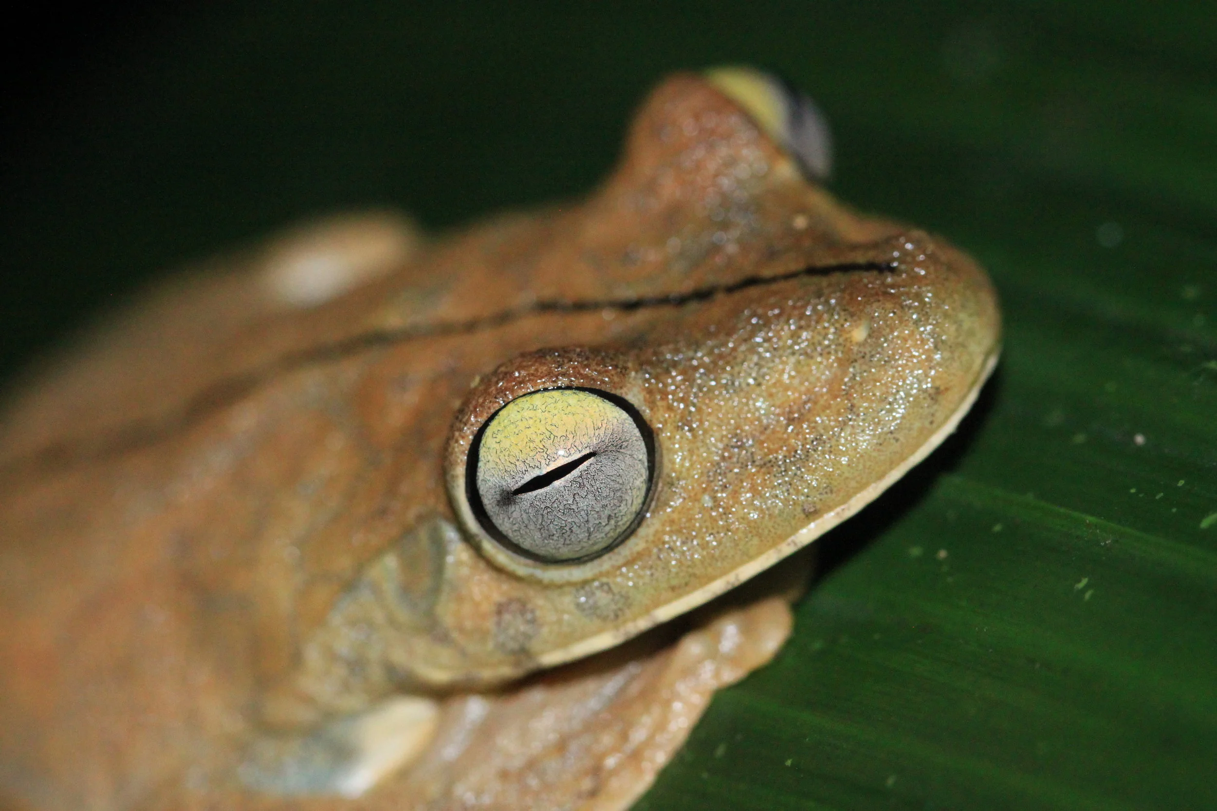 As the Gladiator Tree Frog ( Hypsiboas rosenbergi) becomes alarmed, it starts to change colors. 