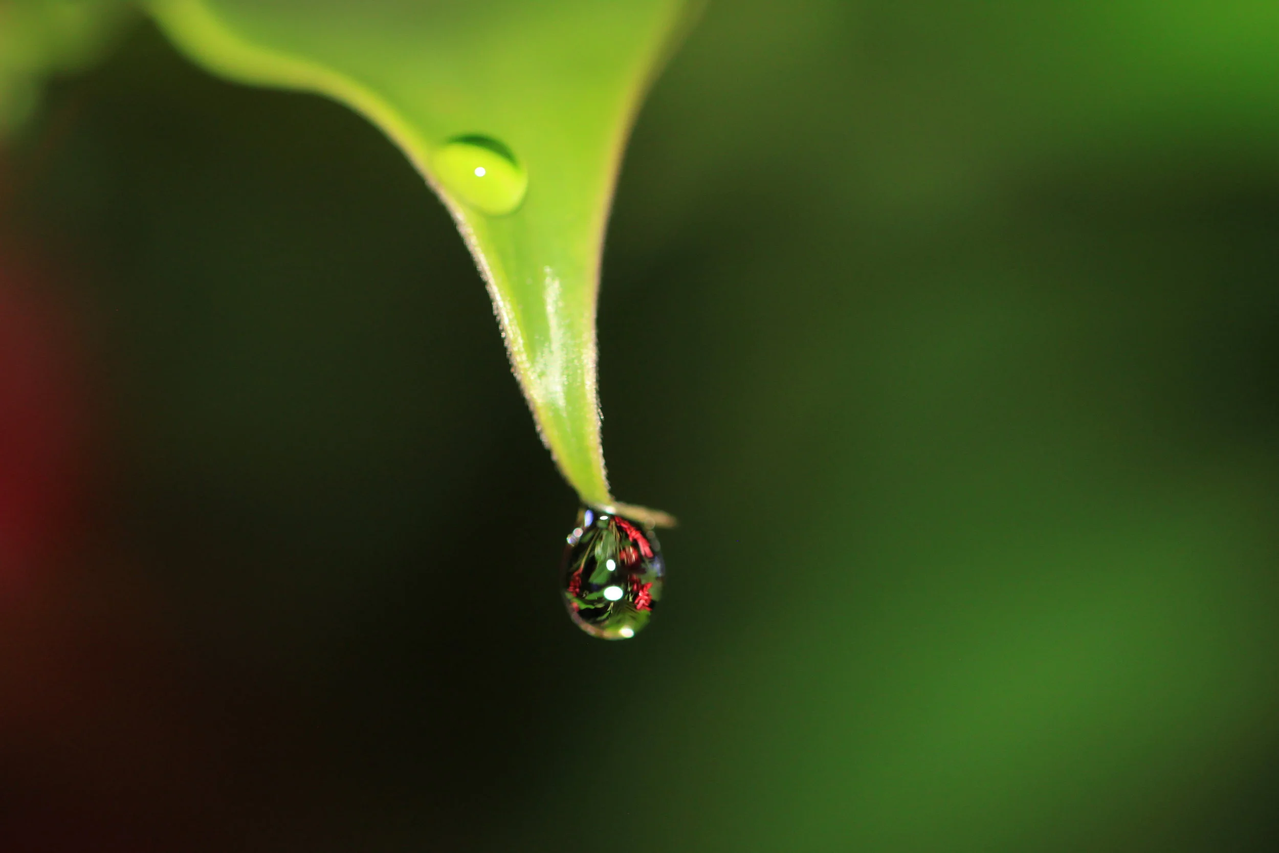 dew-drop-at-nigh-Costa-Rica.jpg