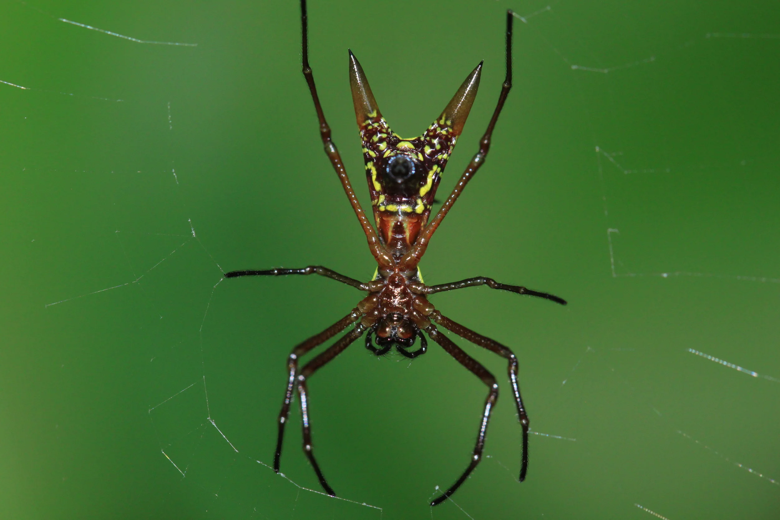 Arrow-shaped Orb-weaver Spider (Microthena brevipes