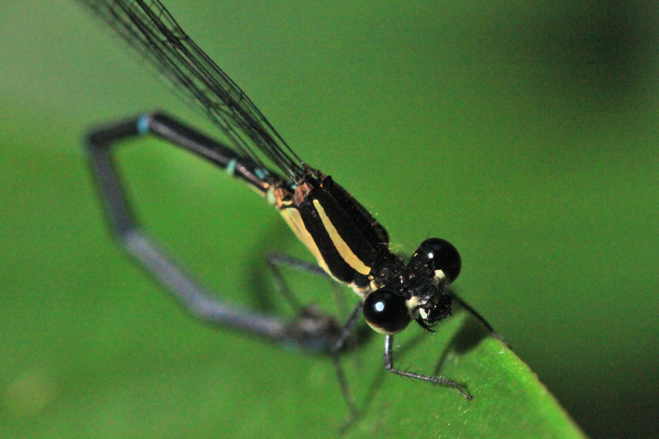 damselfly-Costa-Rica.jpg