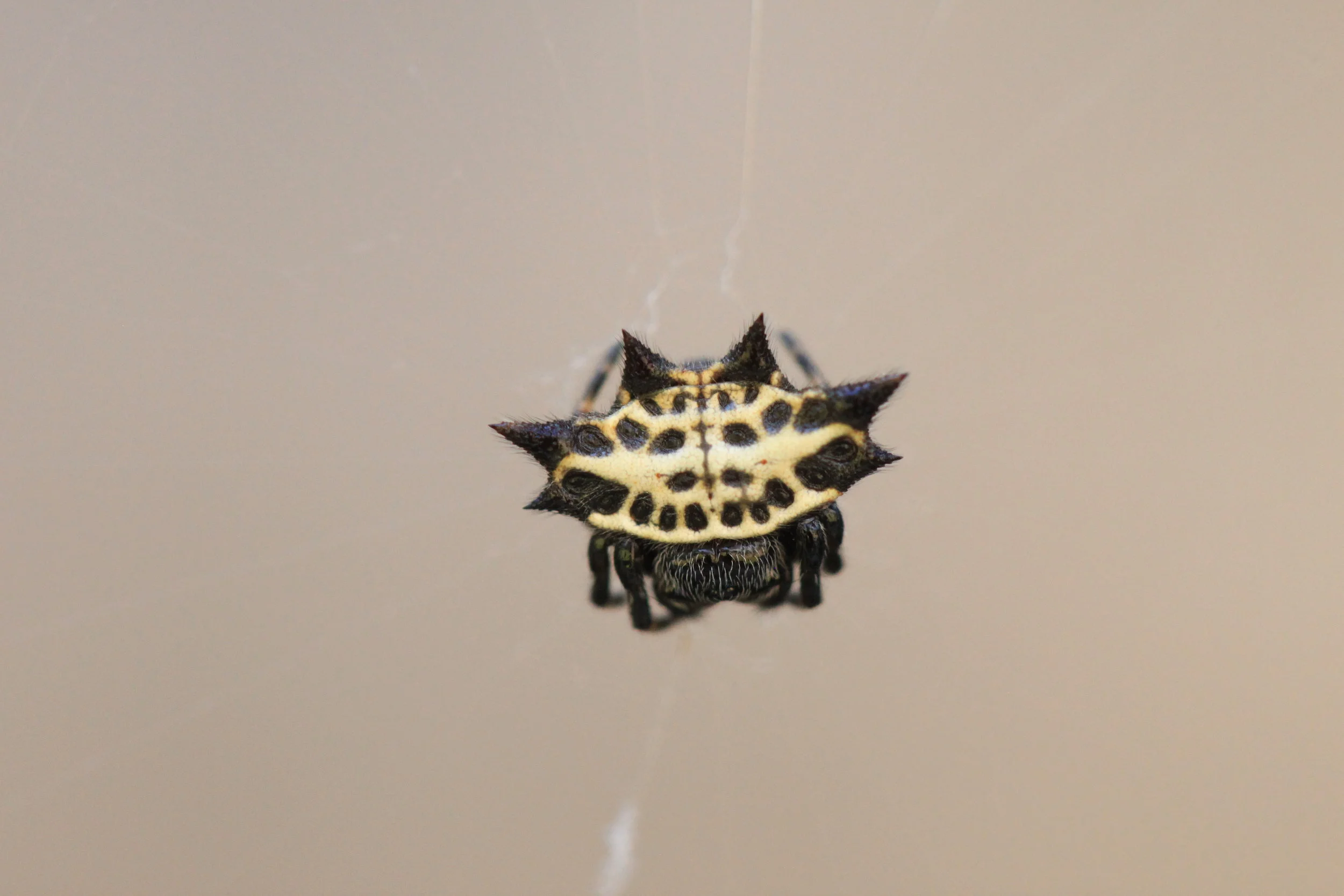 Spiny Orb Weaver Spider ( Gasteracantha cancriformis ) looks like an ancient shield. 