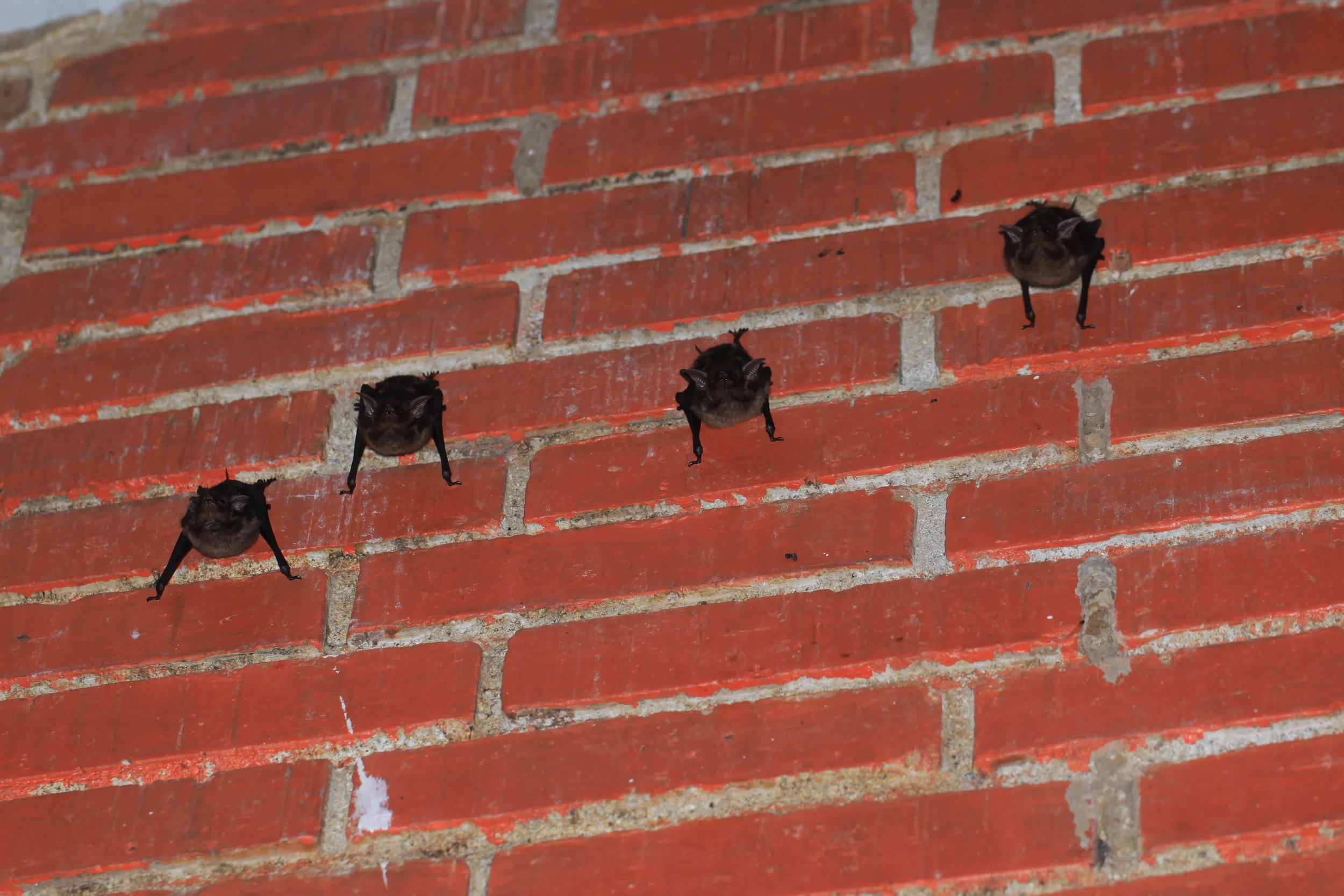 Bats on a wall. Manuel Antonio, Costa Rica. 