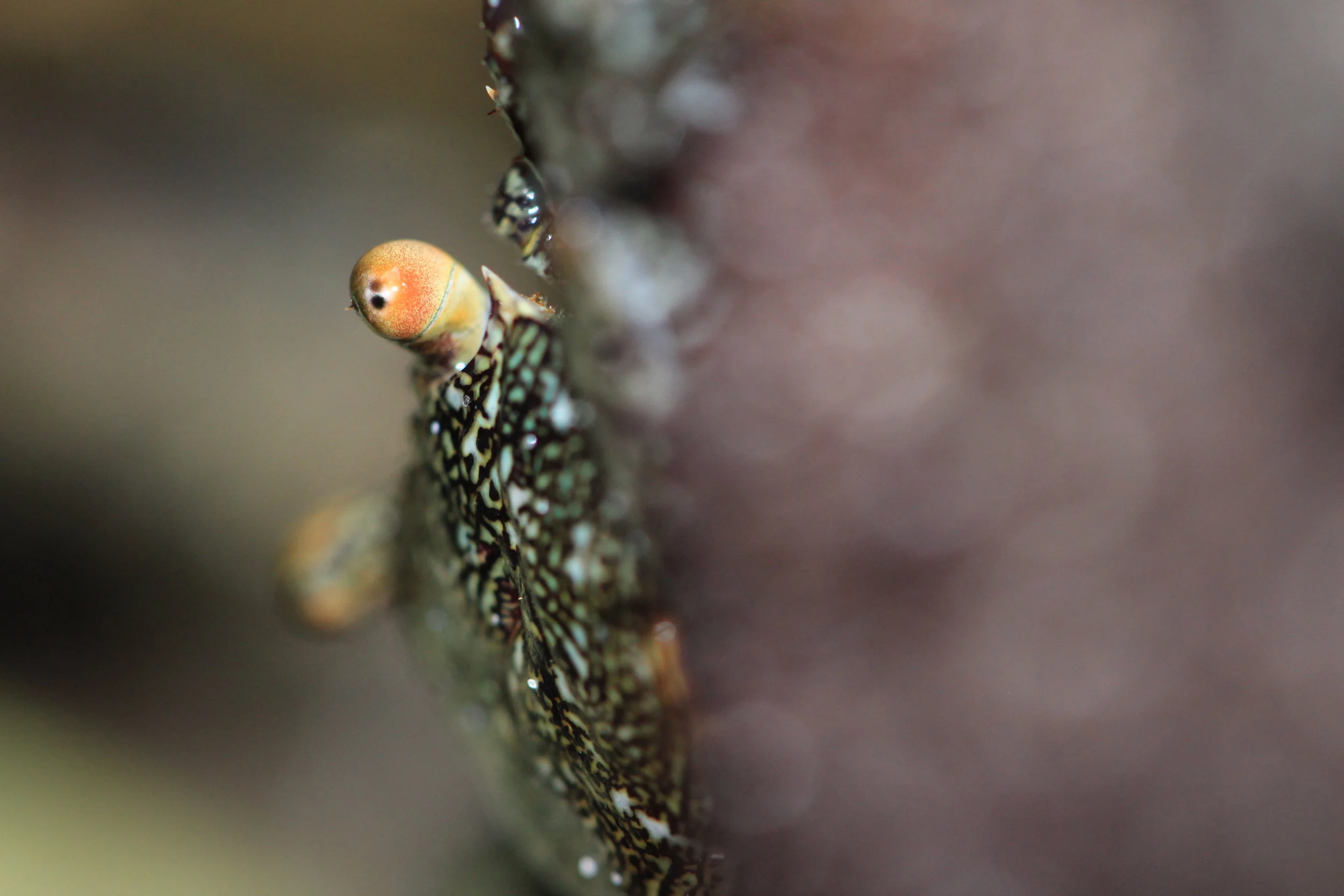 crab-manuel-antonio-beach.jpg