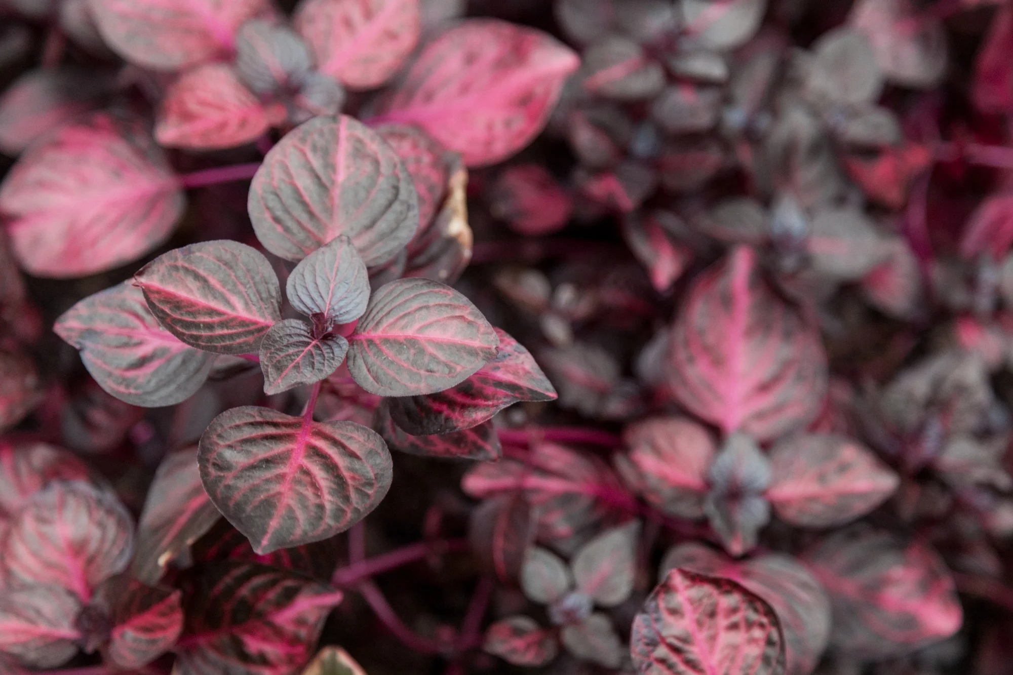 The aptly named "Bloodleaf" ( Iresine lindenii ) 