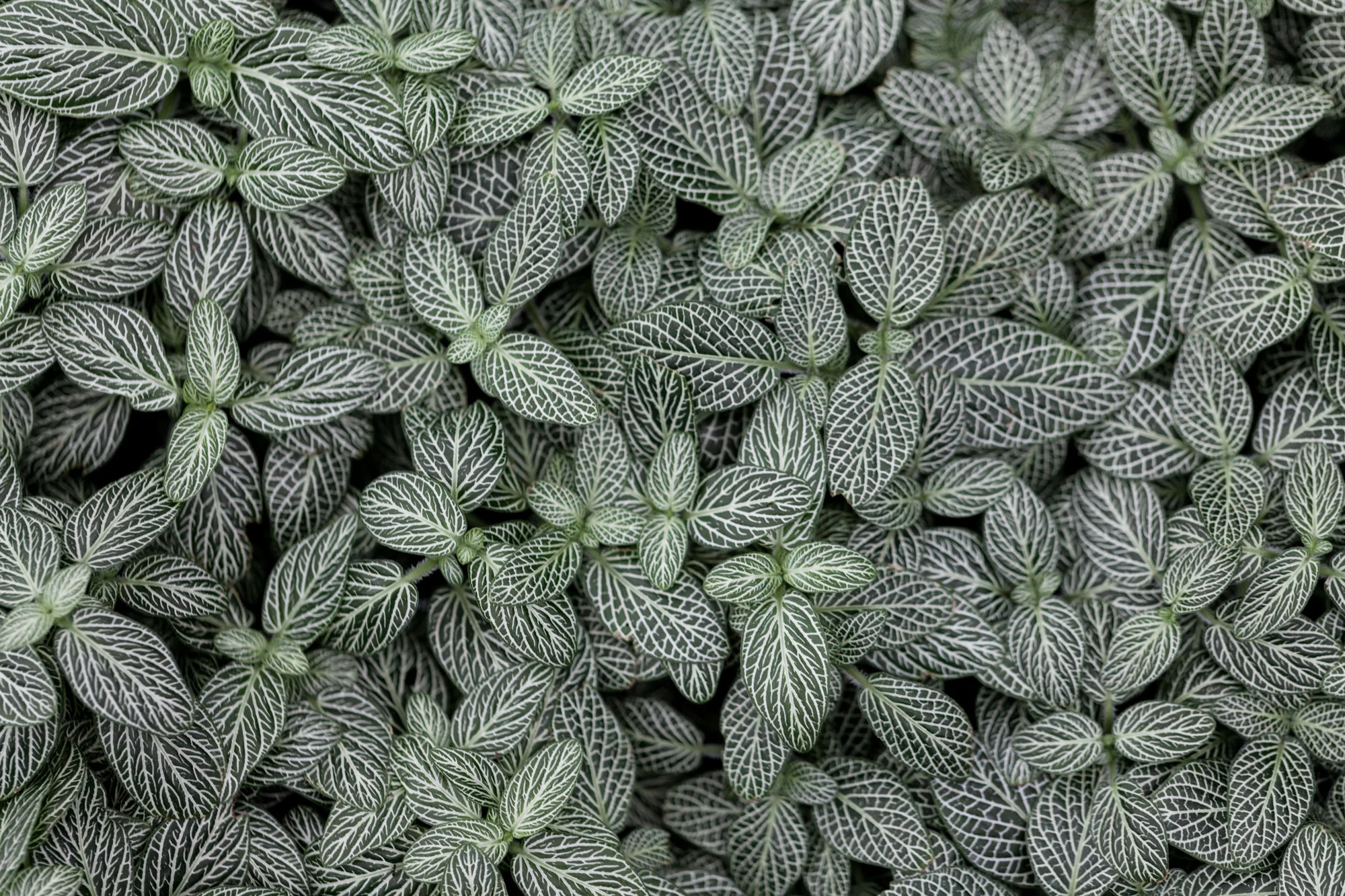I've always been tempted to lay down in the bed of Fittonia verschaffeltii, otherwise known as Miniature Silver Nerve Plant for its striking silvery white veins.