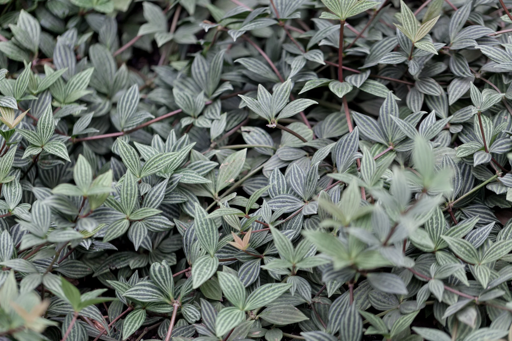 Stilt peperomia ( Peperomia puteolata ) was the first peperomia that made me fall for the genera. I love its pinstripes and firm leaves and it's gorgeous here at the conservatory.