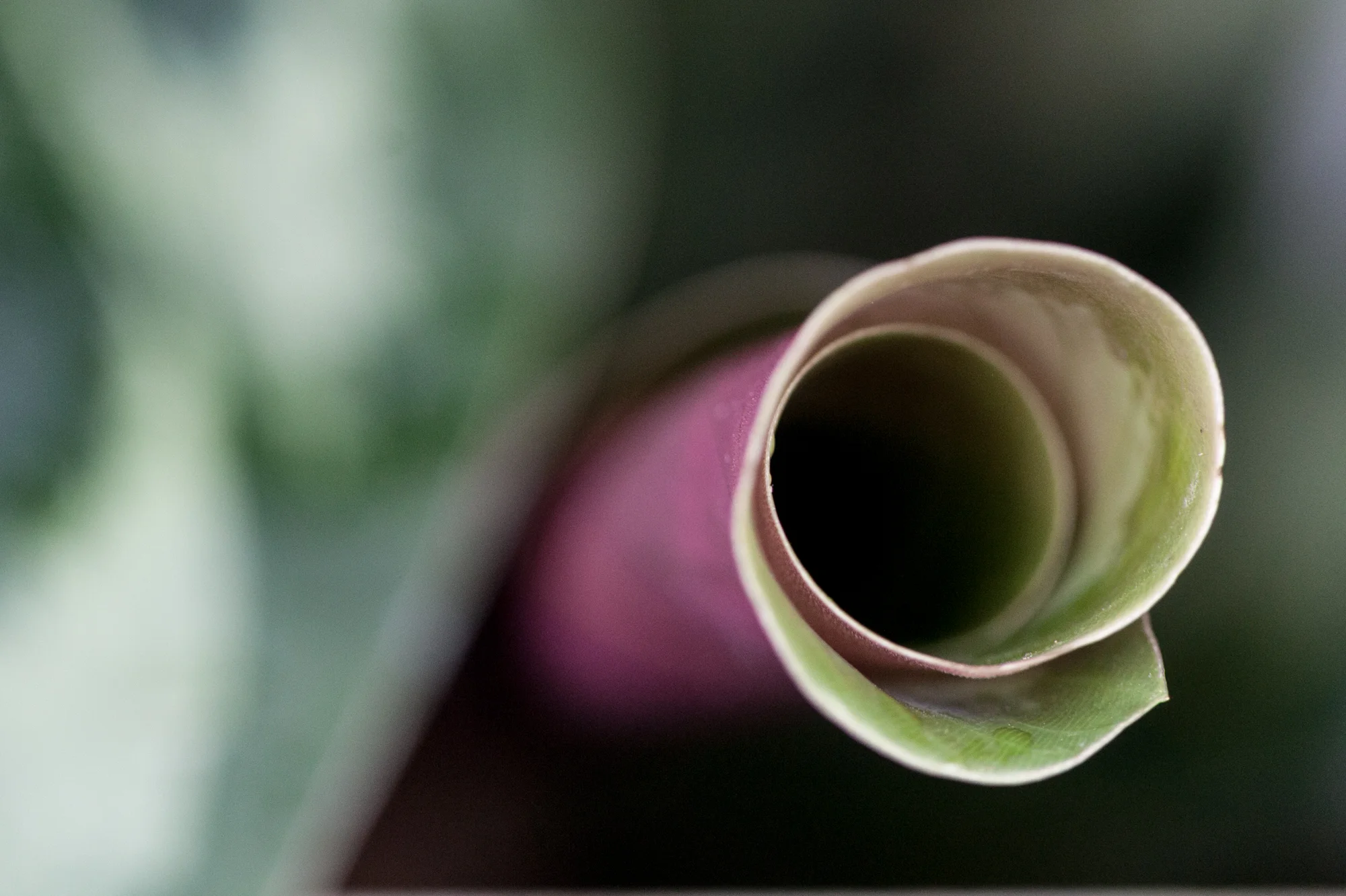 Calathea 'Helen Kennedy' unrolling