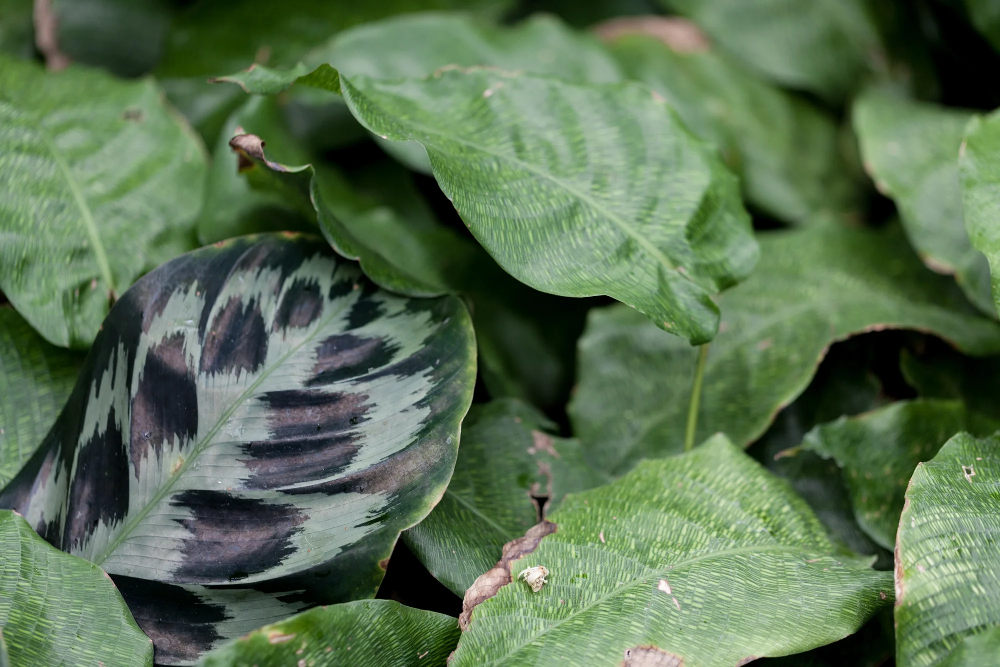 Calathea 'Helen Kennedy' and Calathea musaica at the Garfield Park Conservatory. 