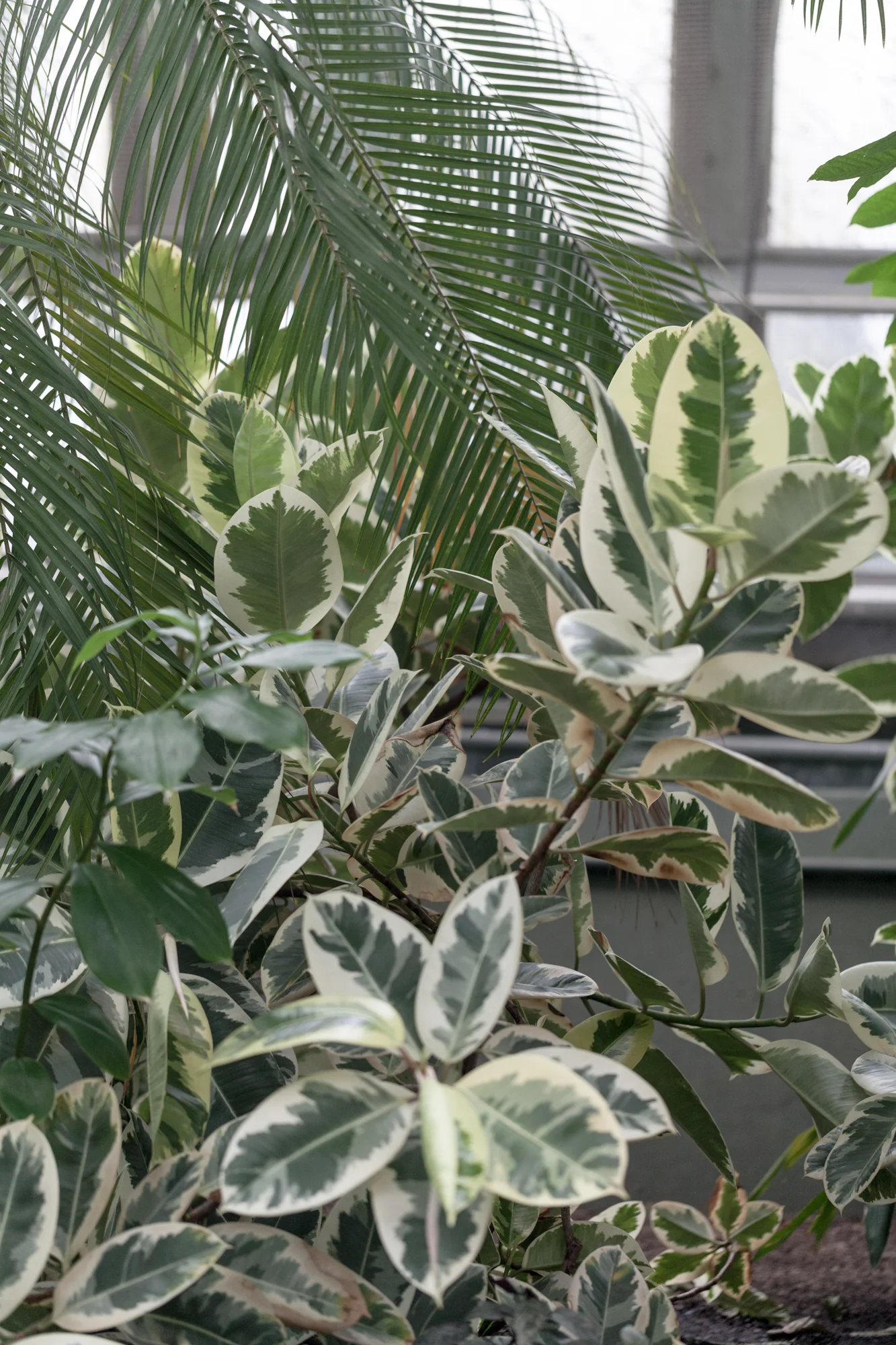 A Ficus elastica variegata at the Garfield Park Conservatory. 
