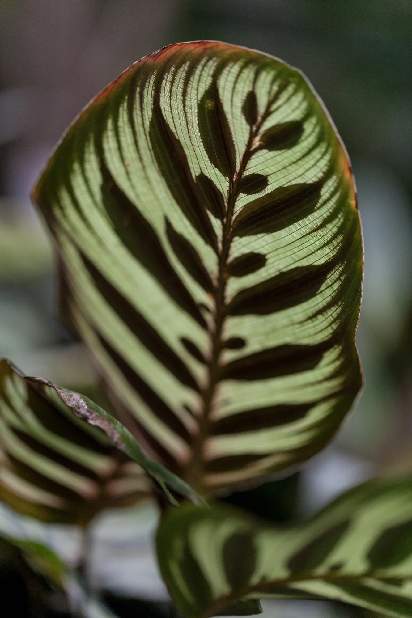 Light shining through a peacock plant ( Calathea makoyana )